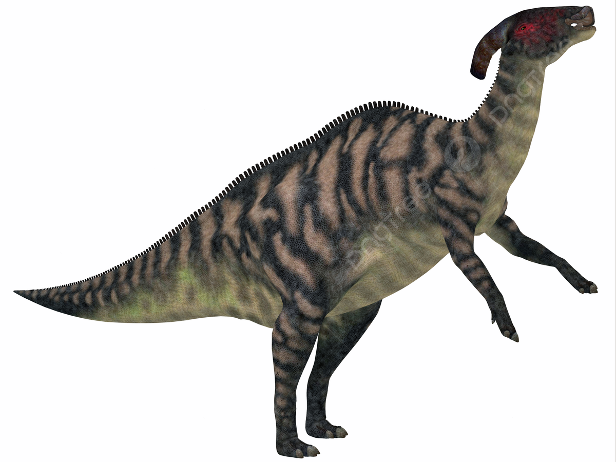 1200x900 Parasaurolophus Striped On White Reptile Bipedal Creature Photo, Reptile, Bipedal, Creature Background Image And Wallpaper for Free Download