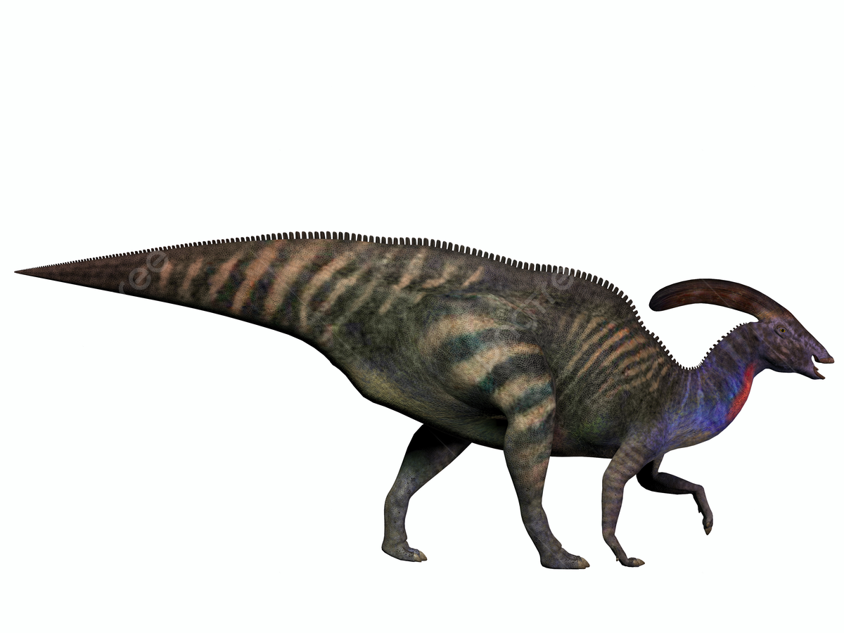 1200x900 Parasaurolophus On White Parasaurolophus Organism Dinosaur Photo, Parasaurolophus, Organism, Dinosaur Background Image And Wallpaper for Free Download