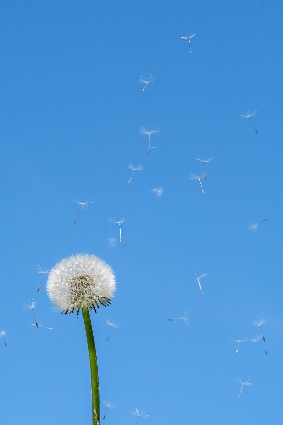 910x1365 dandelion, spring, seeds, flower, plant