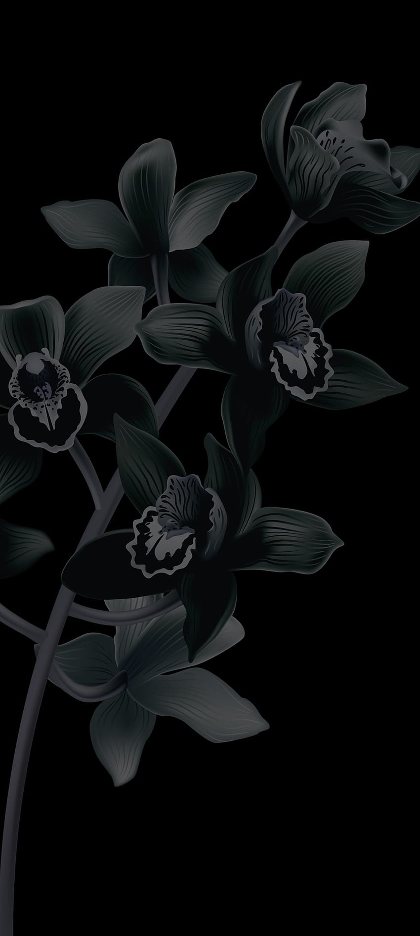 850x1890 Pixel 6 bloom black, Google, apple, art, petal, dark, anime, Android, latest HD phone wallpaper
