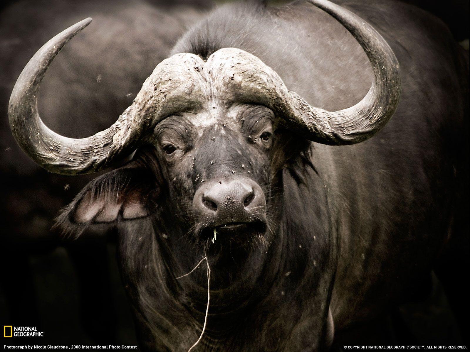 1600x1200 Wallpaper Background: Aggressive Animals