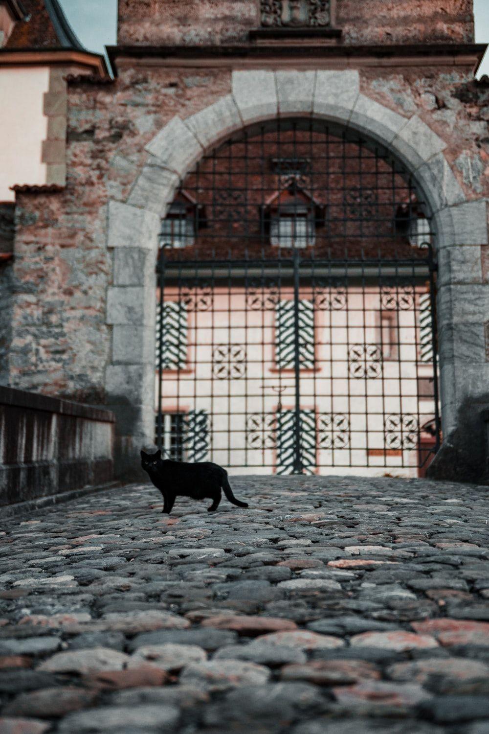 1000x1500 Cobblestone Picture. Download Free Image