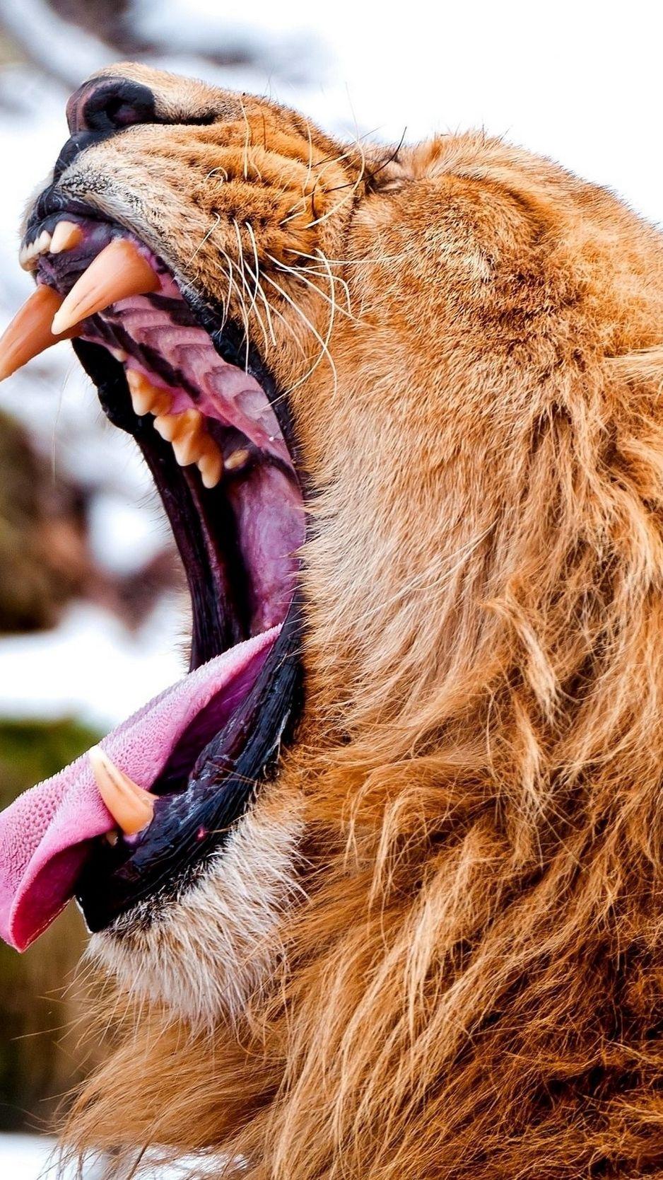 Aggressive Lion Wallpapers - Top Free Aggressive Lion Backgrounds
