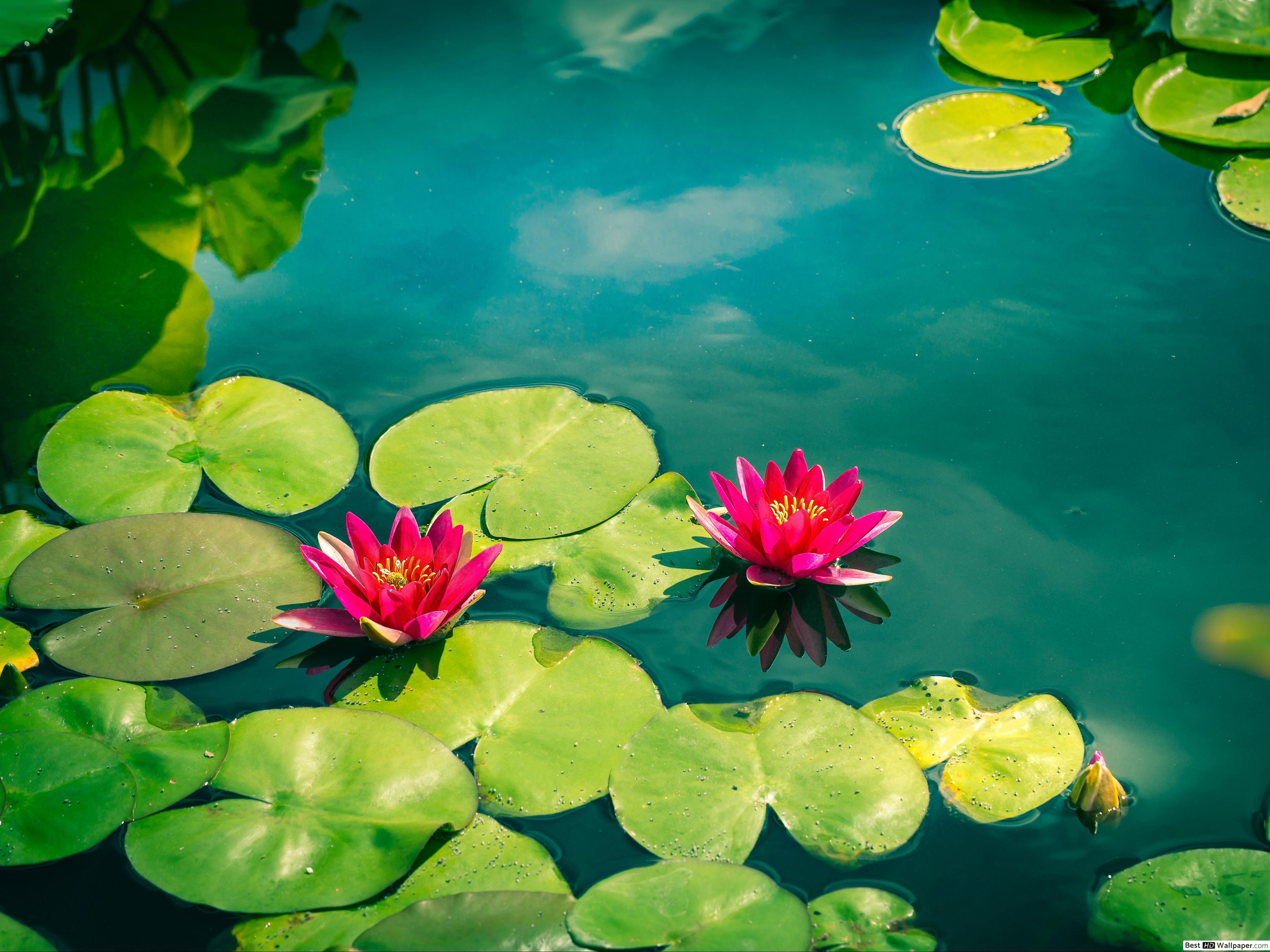 4096x3072 Pink water lilies HD wallpaper download