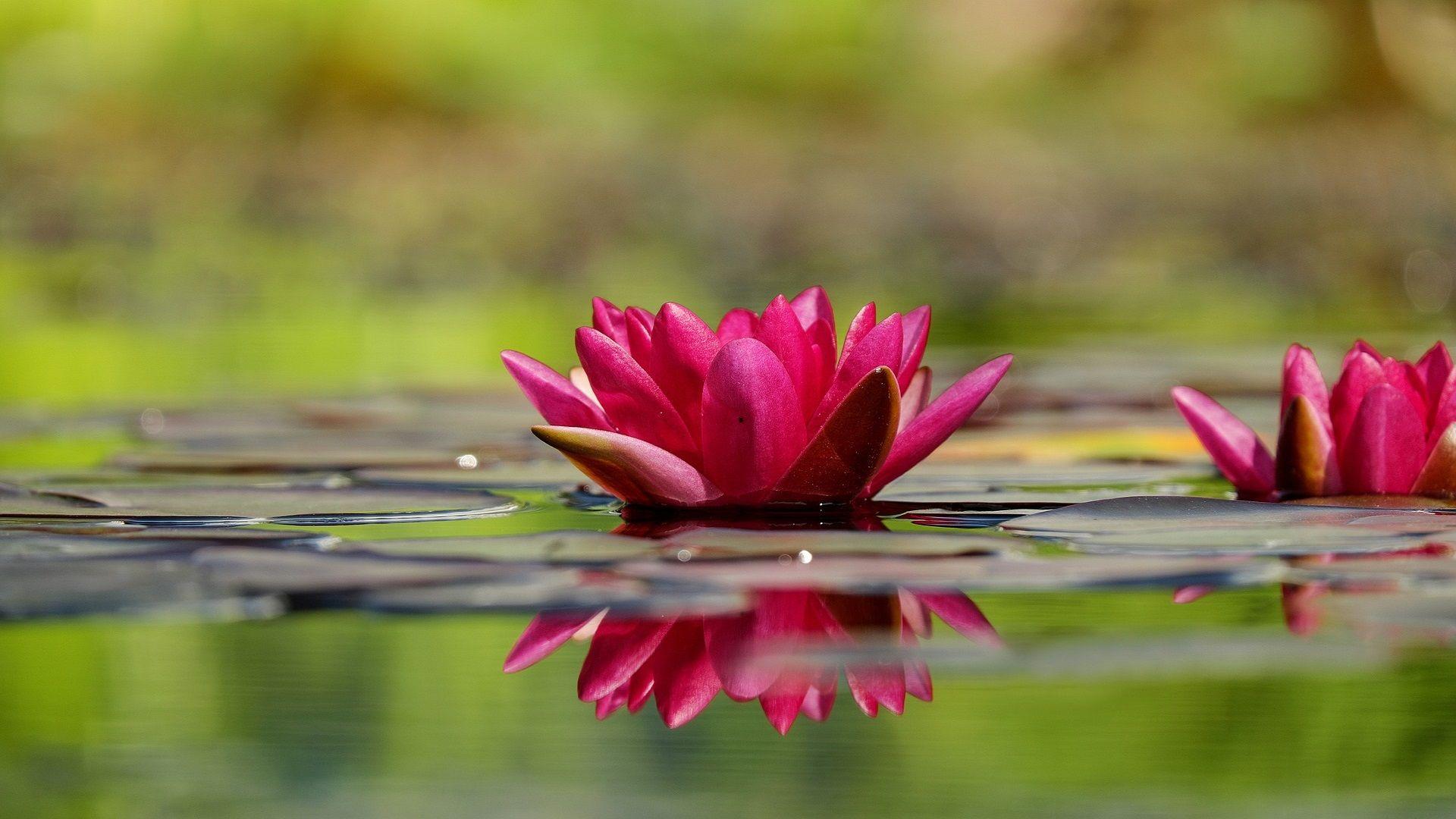 1920x1080 Free download water lily wallpaper 1920x1080 HD Wallpaper Gifs