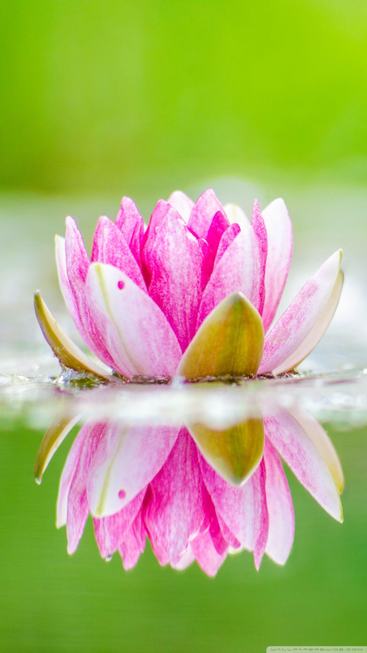 1440x2560 Water Lily ❤ 4K HD Desktop Wallpaper for 4K Ultra HD TV • Wide