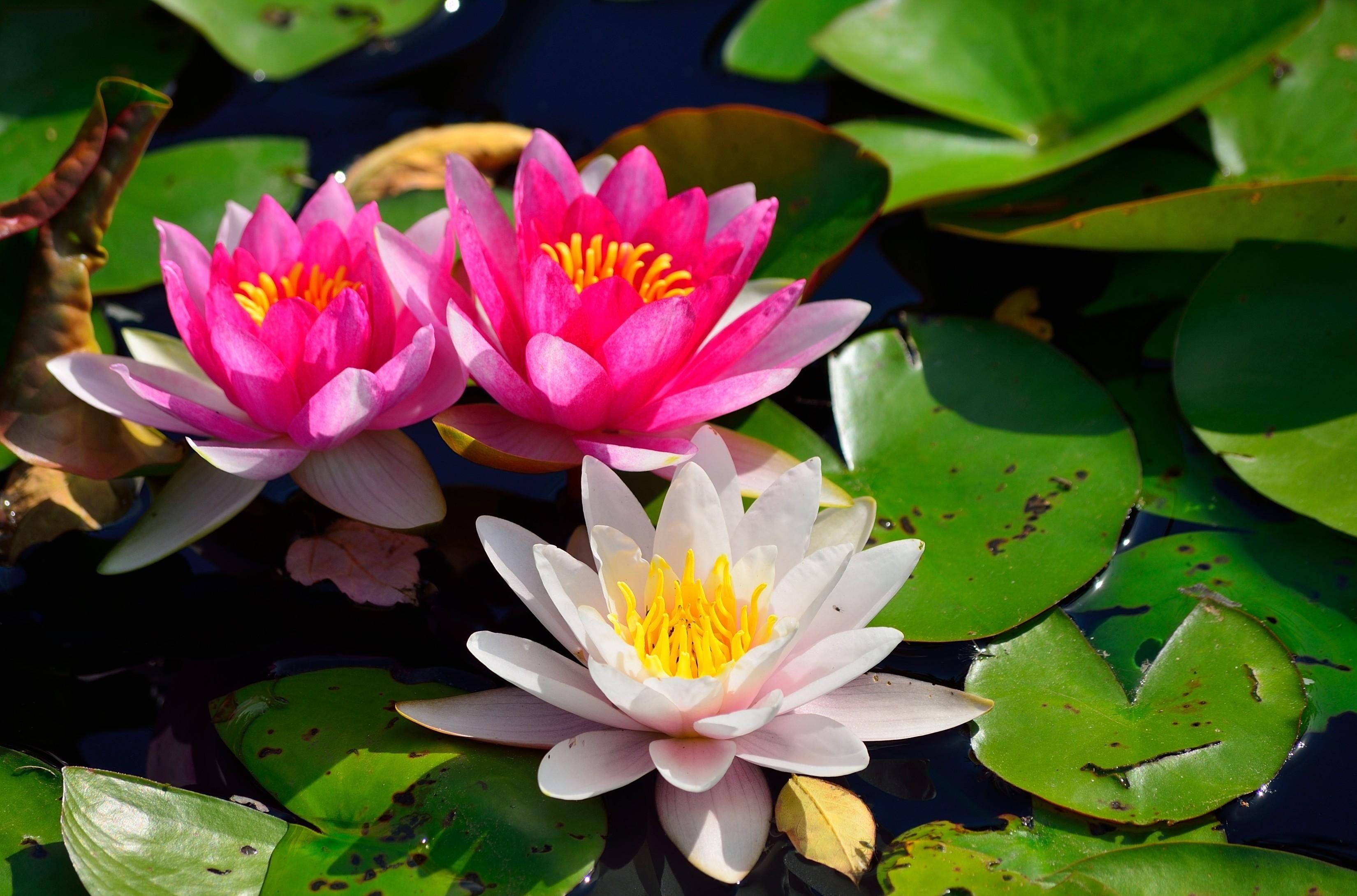 3300x2180 Photo of pink and white water lilies HD wallpaper