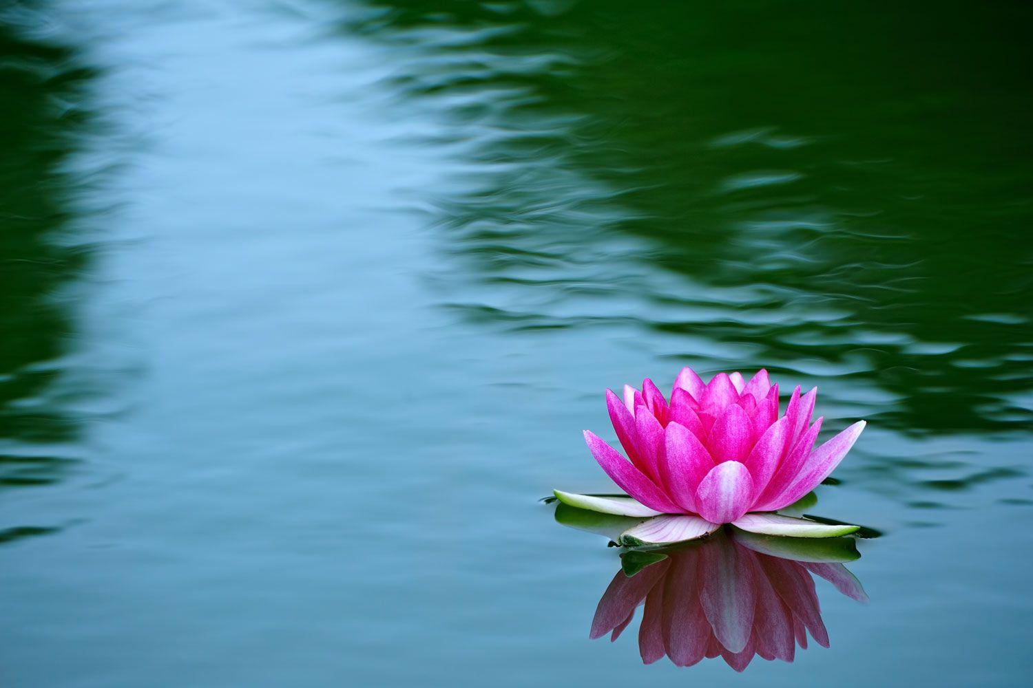 1500x1000 Water Lilies Wallpaper