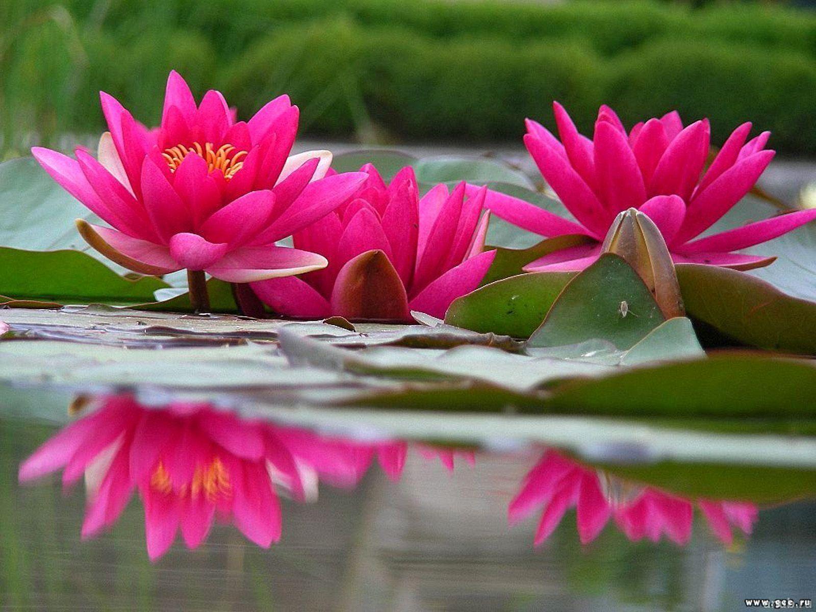 1600x1200 Lilies Wallpaper New Water Lily Wallpaper Of