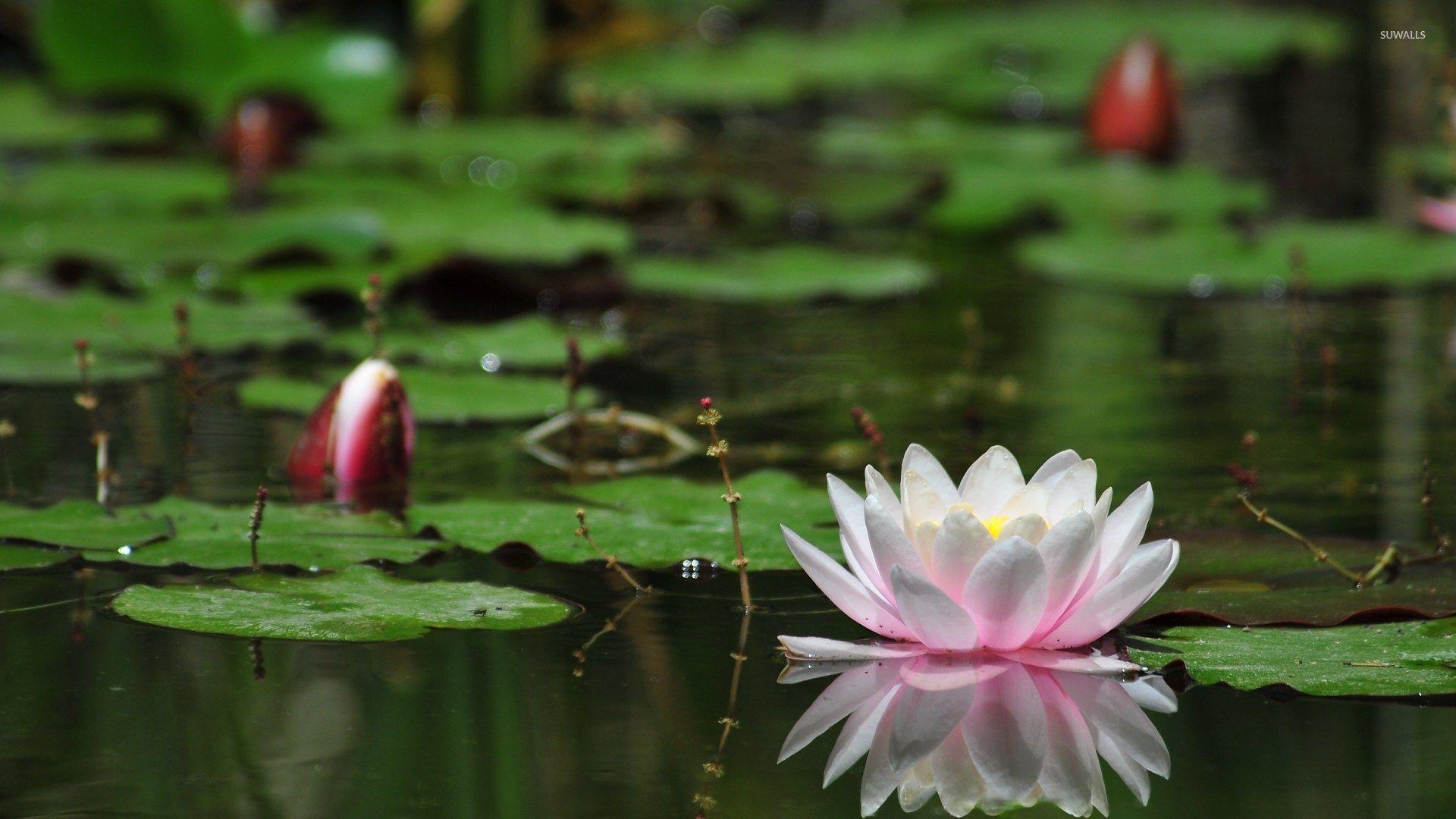 1920x1080 Water Lilies wallpaper wallpaper