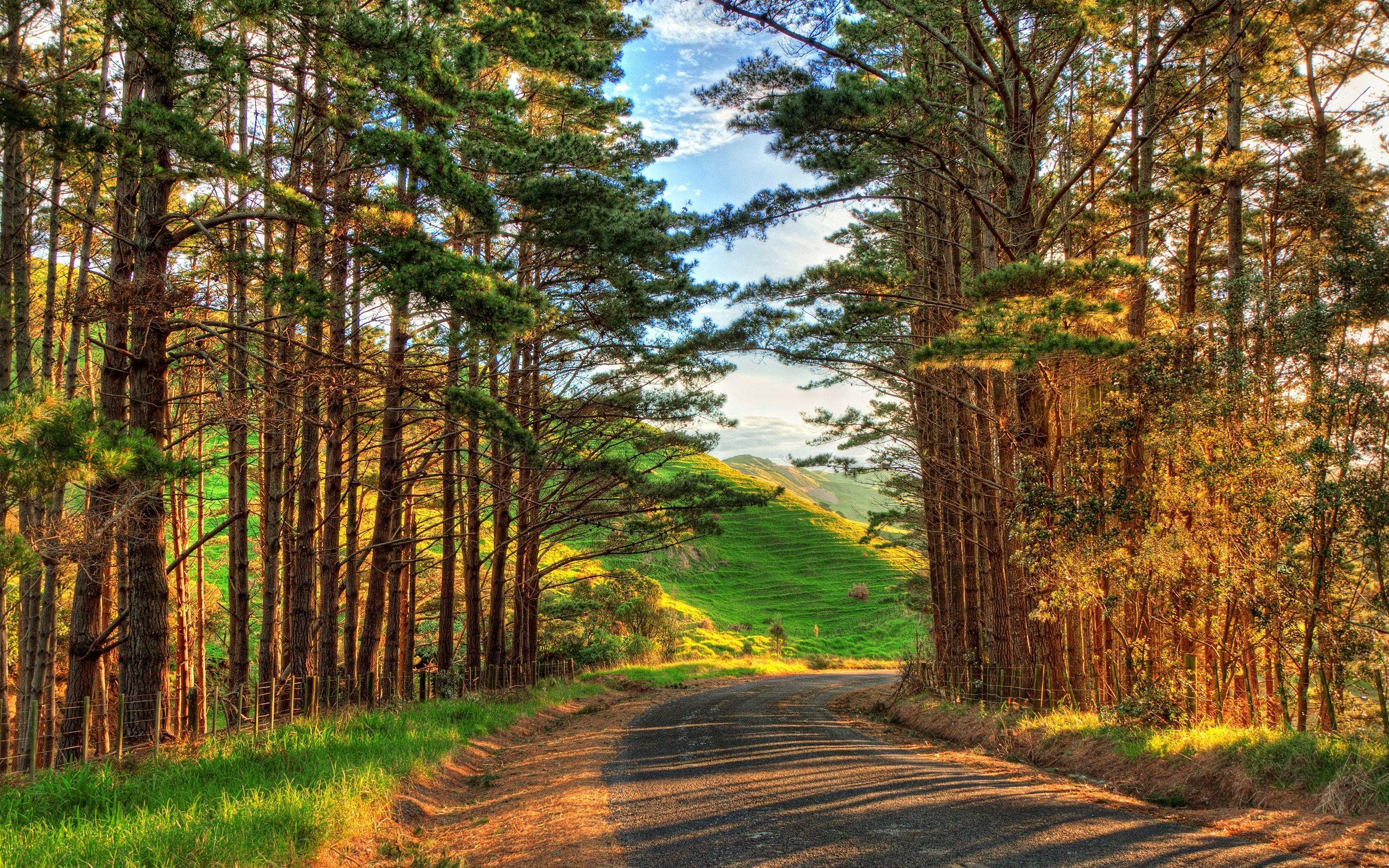 2560x1600 Wallpaper Warm afternoon landscape, trees, road, sunshine