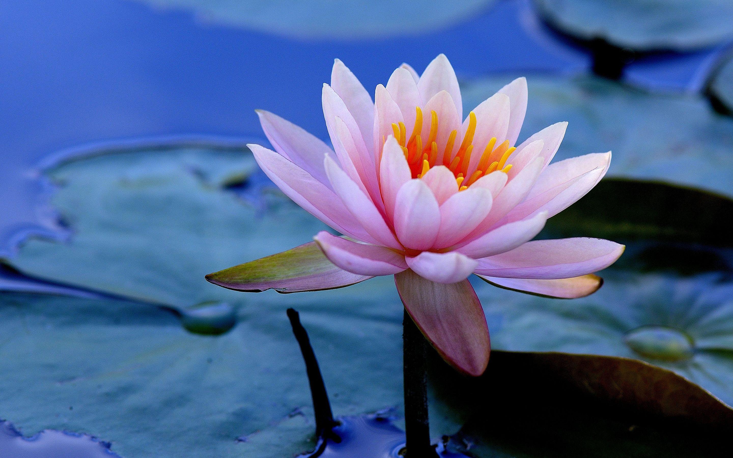 2880x1800 Water Lilies Macbook Pro Retina HD 4k Wallpaper, Image