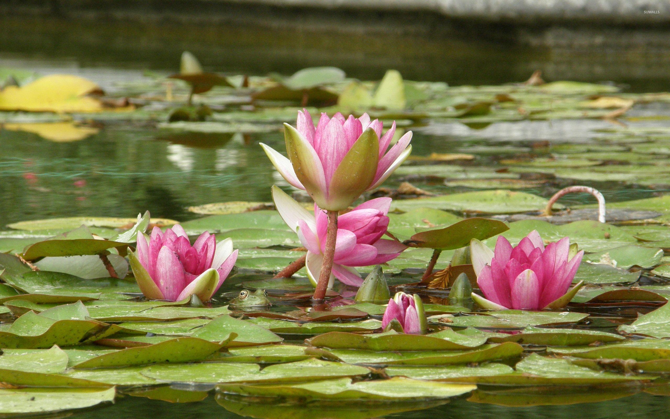 2560x1600 Water lily [15] wallpaper wallpaper