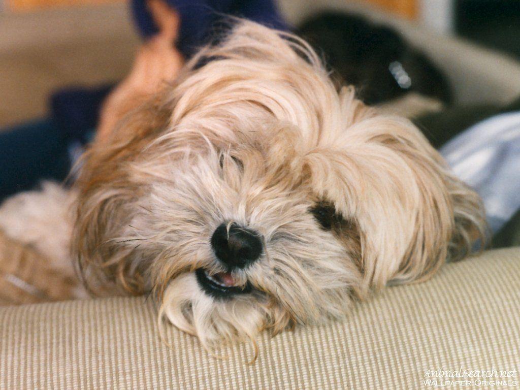 1024x768 Resting Lhasa Apso dog photo and wallpaper. Beautiful Resting