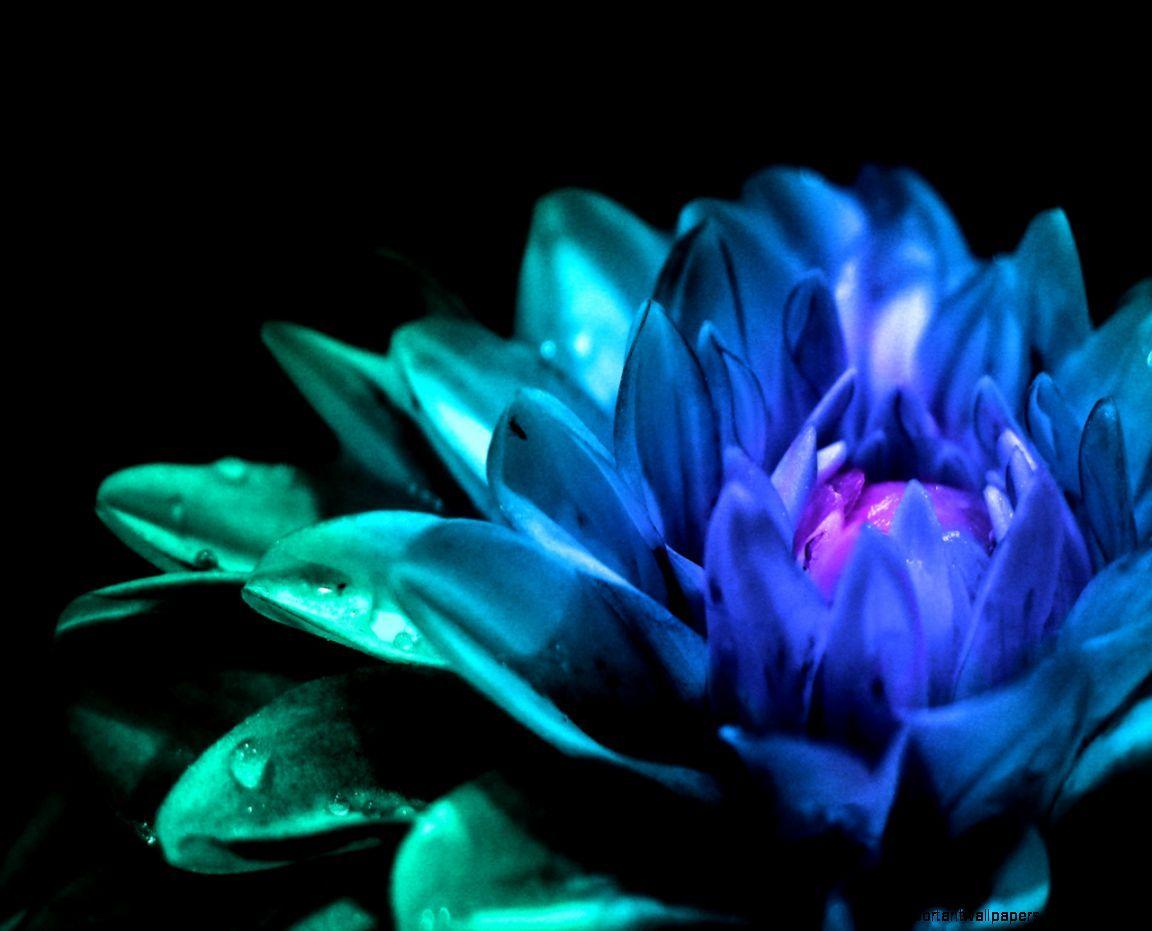 1152x931 Blue Water Lily Wallpaper
