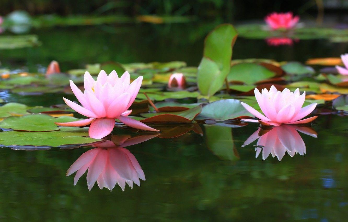 1332x850 Wallpaper pond, background, water lilies, water Lily image for desktop, section цветы