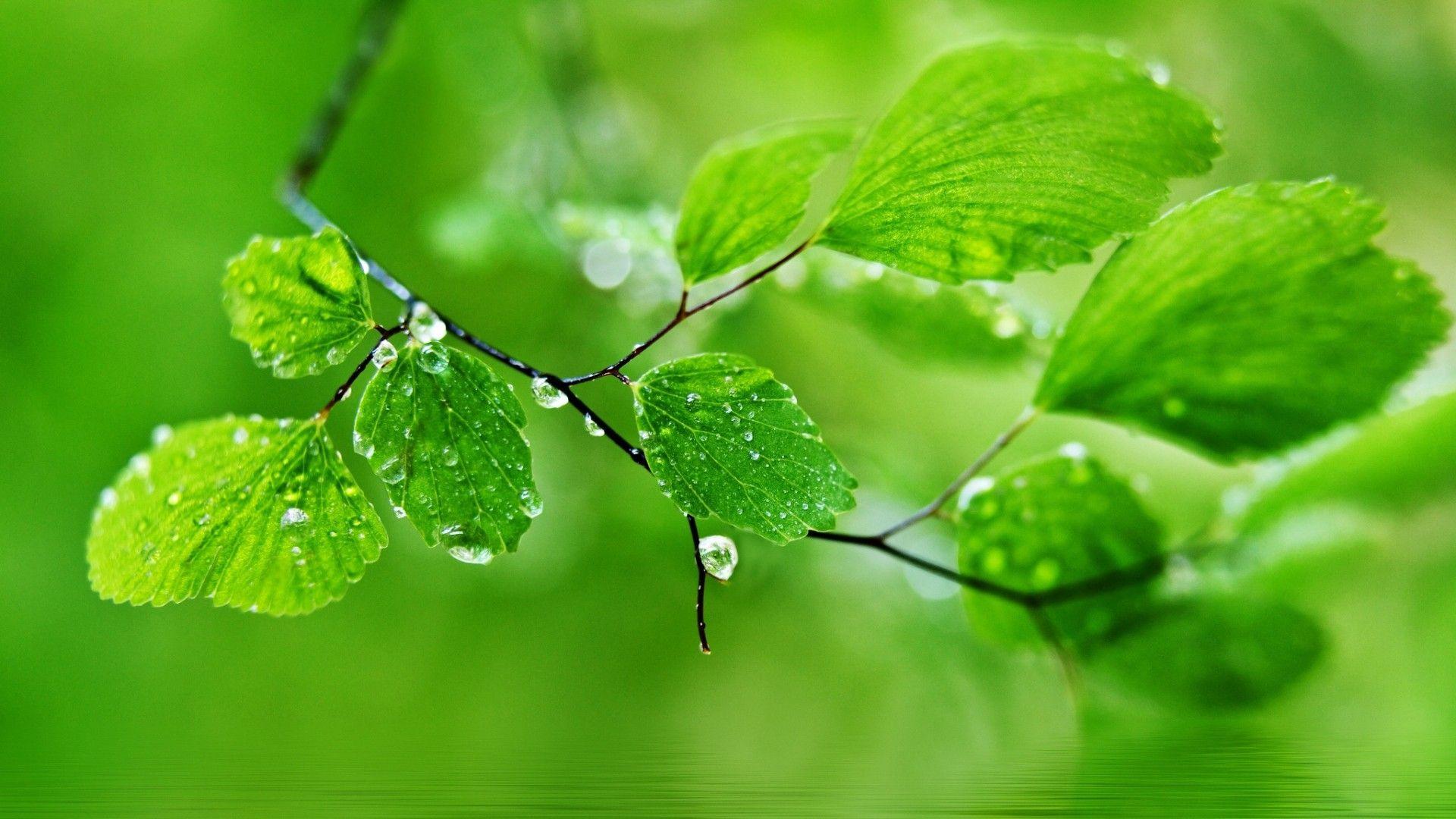 Rainy Nature Wallpapers - Top Free Rainy Nature Backgrounds ...