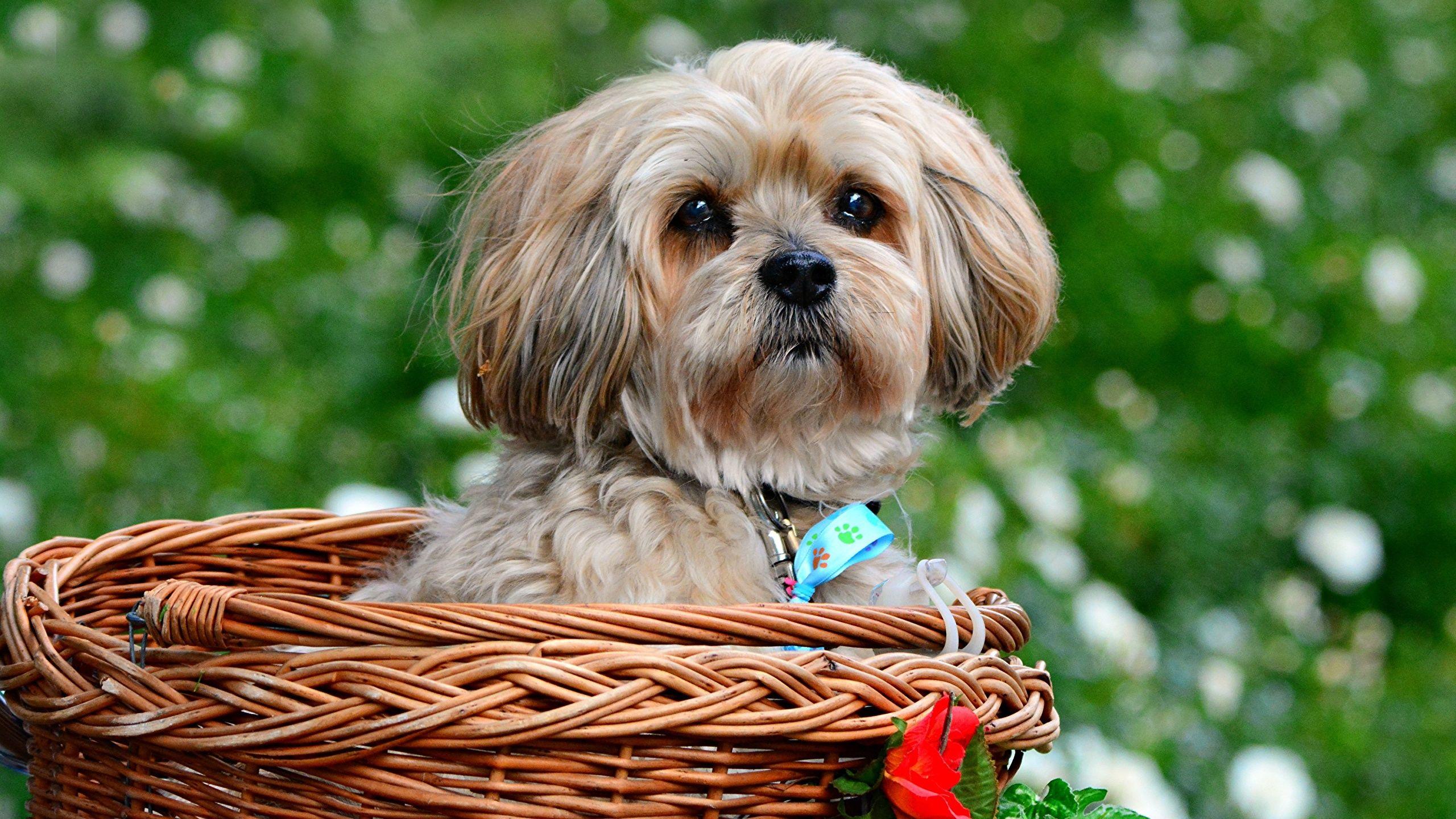 2560x1440 image dog Lhasa Apso Wicker basket Glance Animals 2560x1440