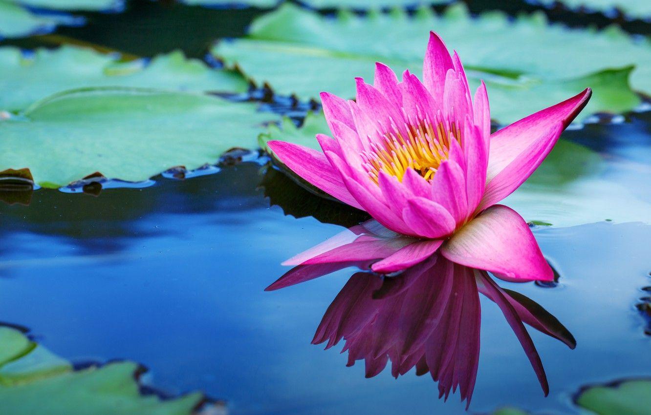 1332x850 Wallpaper flowers, lake, Lotus, pink, flowers, lake, lotus, water