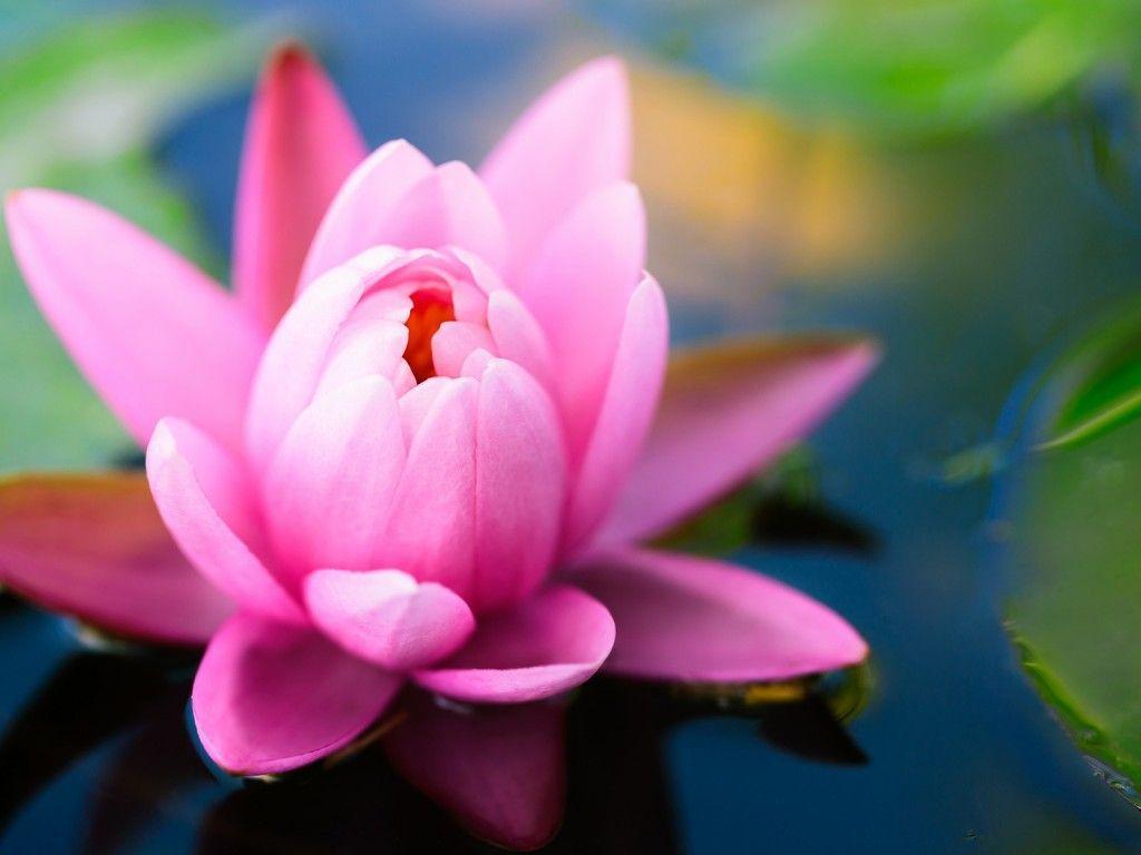 1024x768 Water Lily. Lily flower, Lily wallpaper, Water flowers
