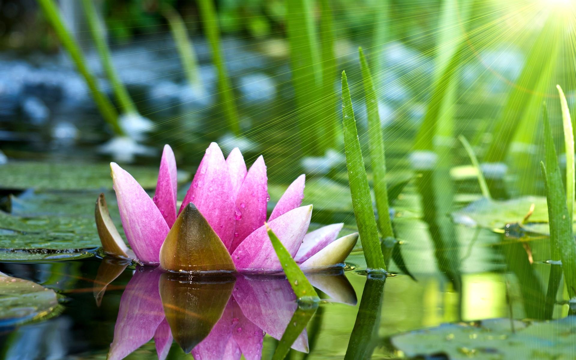 1920x1200 Water Lilies Wallpaper