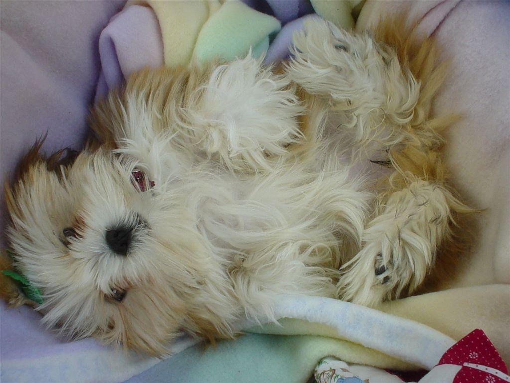 1024x768 Lhasa Apso wallpaperx768