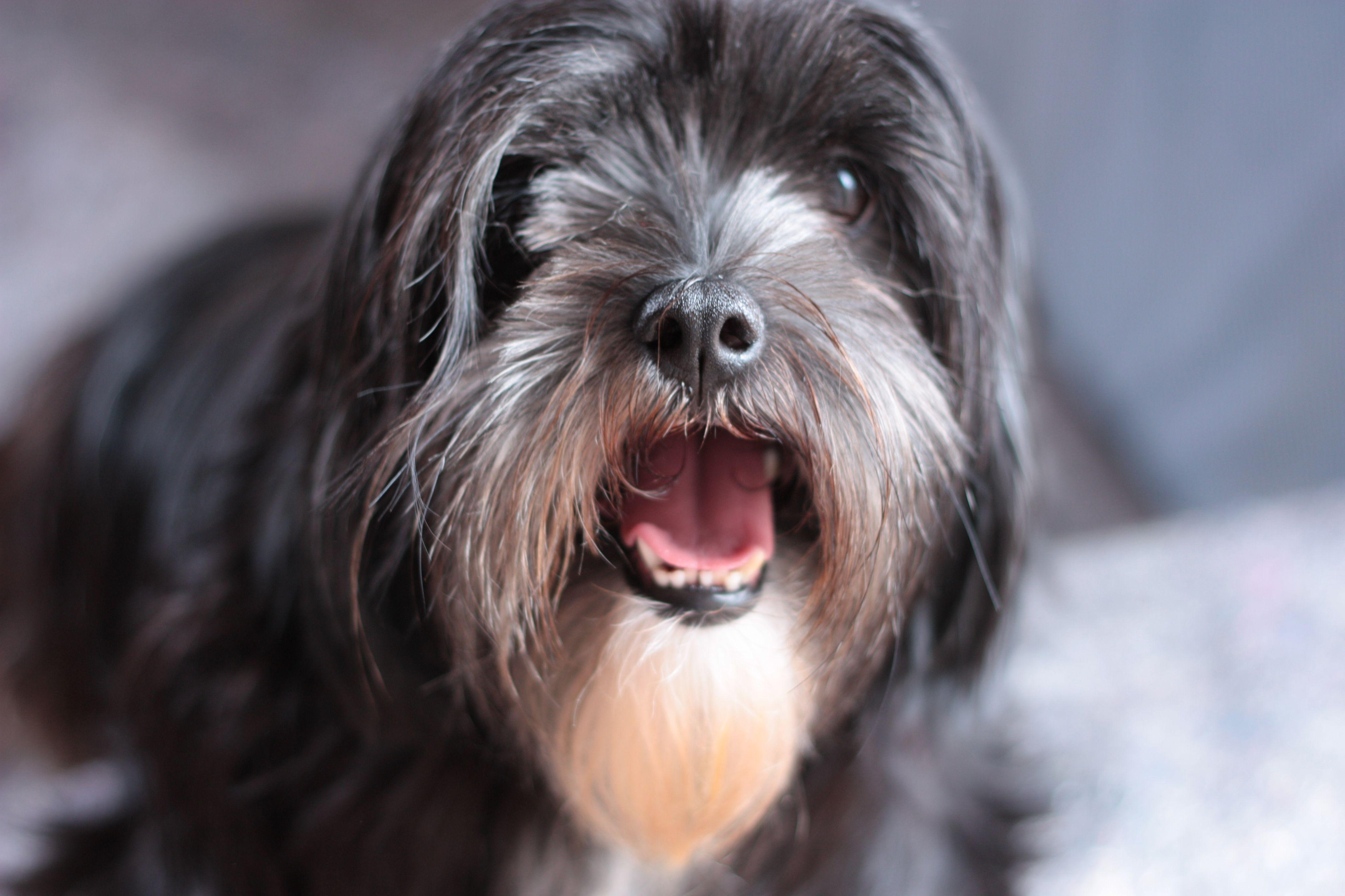4272x2848 Lhasa Apso 4k Ultra HD Wallpaper. Background Imagex2848
