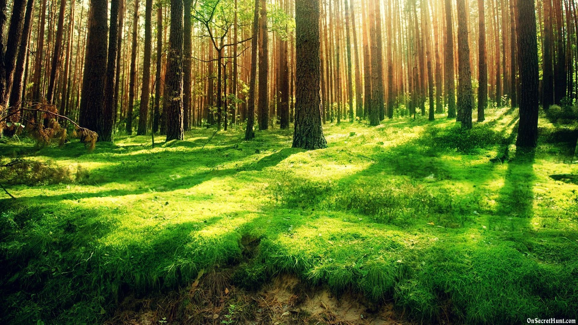 1920x1080 Computer Wallpaper Nature, Picture