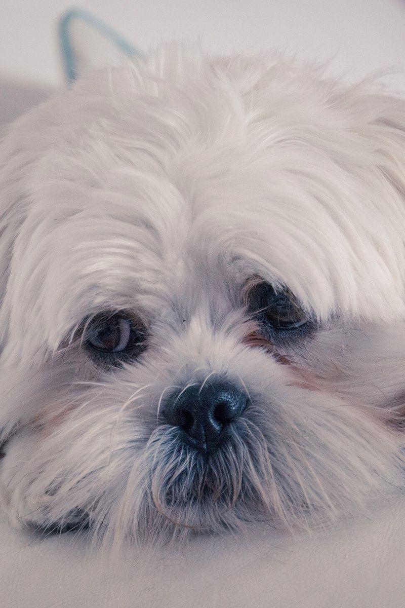 800x1200 Download wallpaper 800x1200 lhasa apso, dog, muzzle, fluffy iphone
