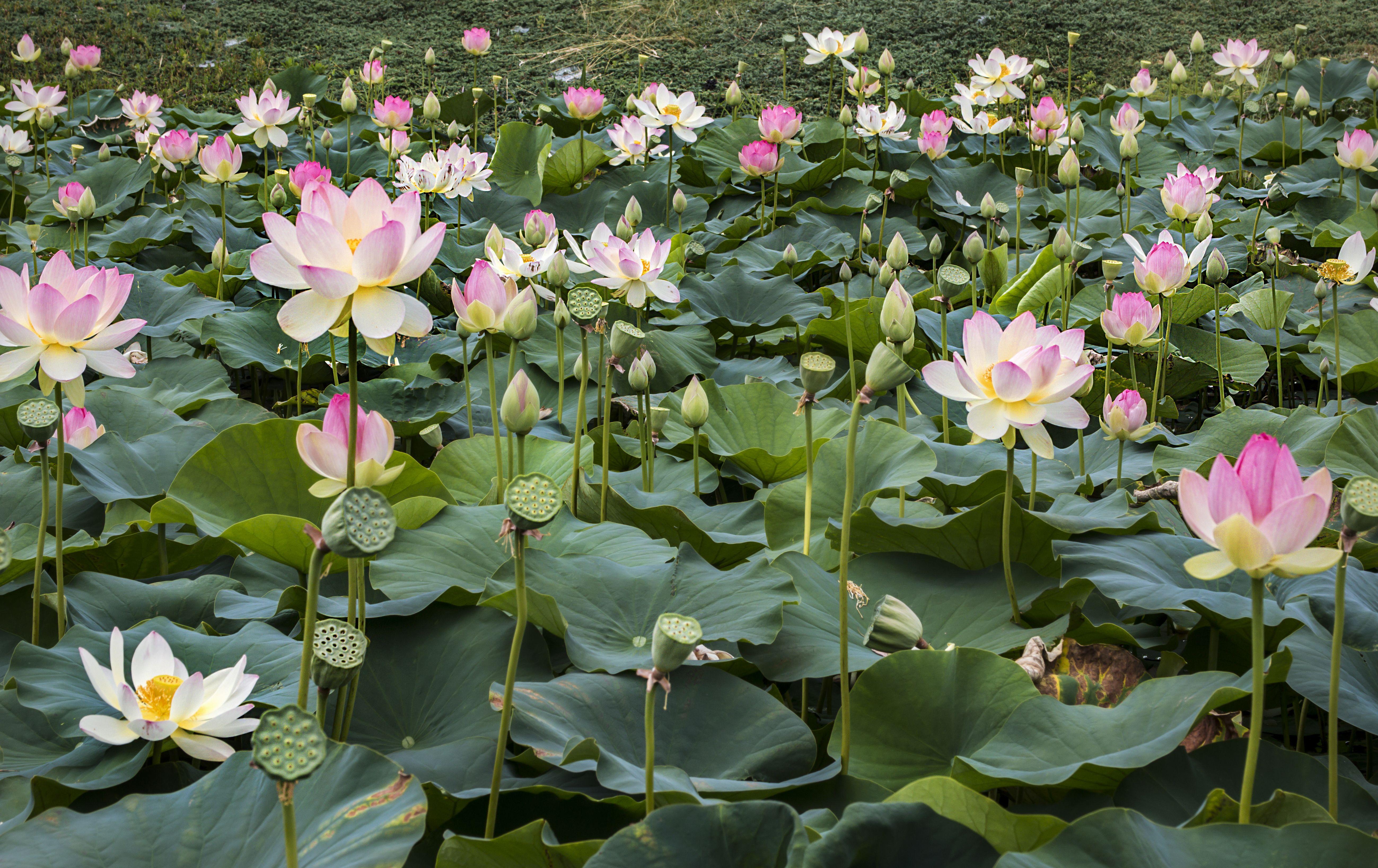 5198x3273 Lotus Flowers and Water Lilies 5k Retina Ultra HD Wallpaper
