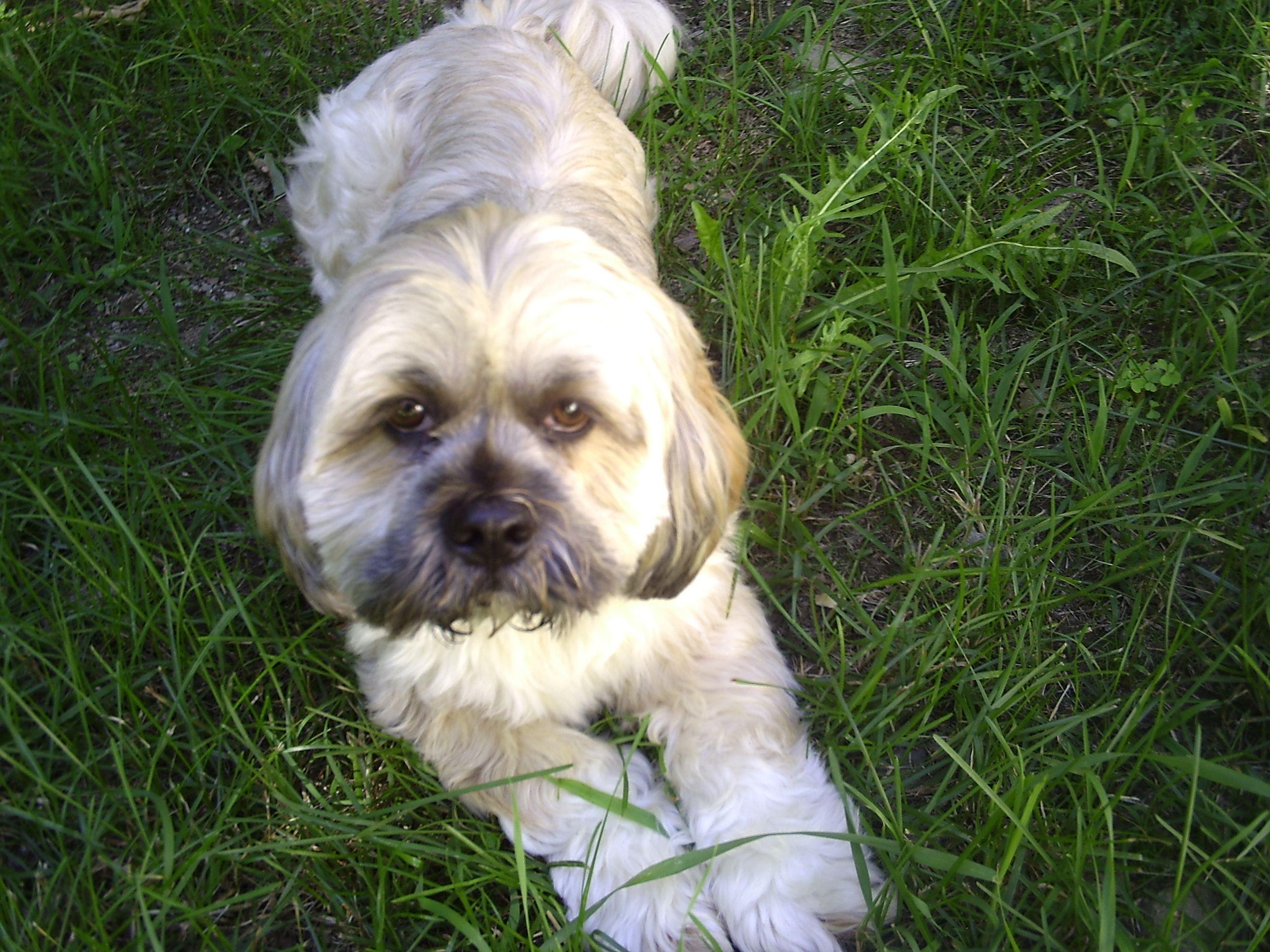 2592x1944 Lhasa Apso dog on the grass photo and wallpaper. Beautiful Lhasa