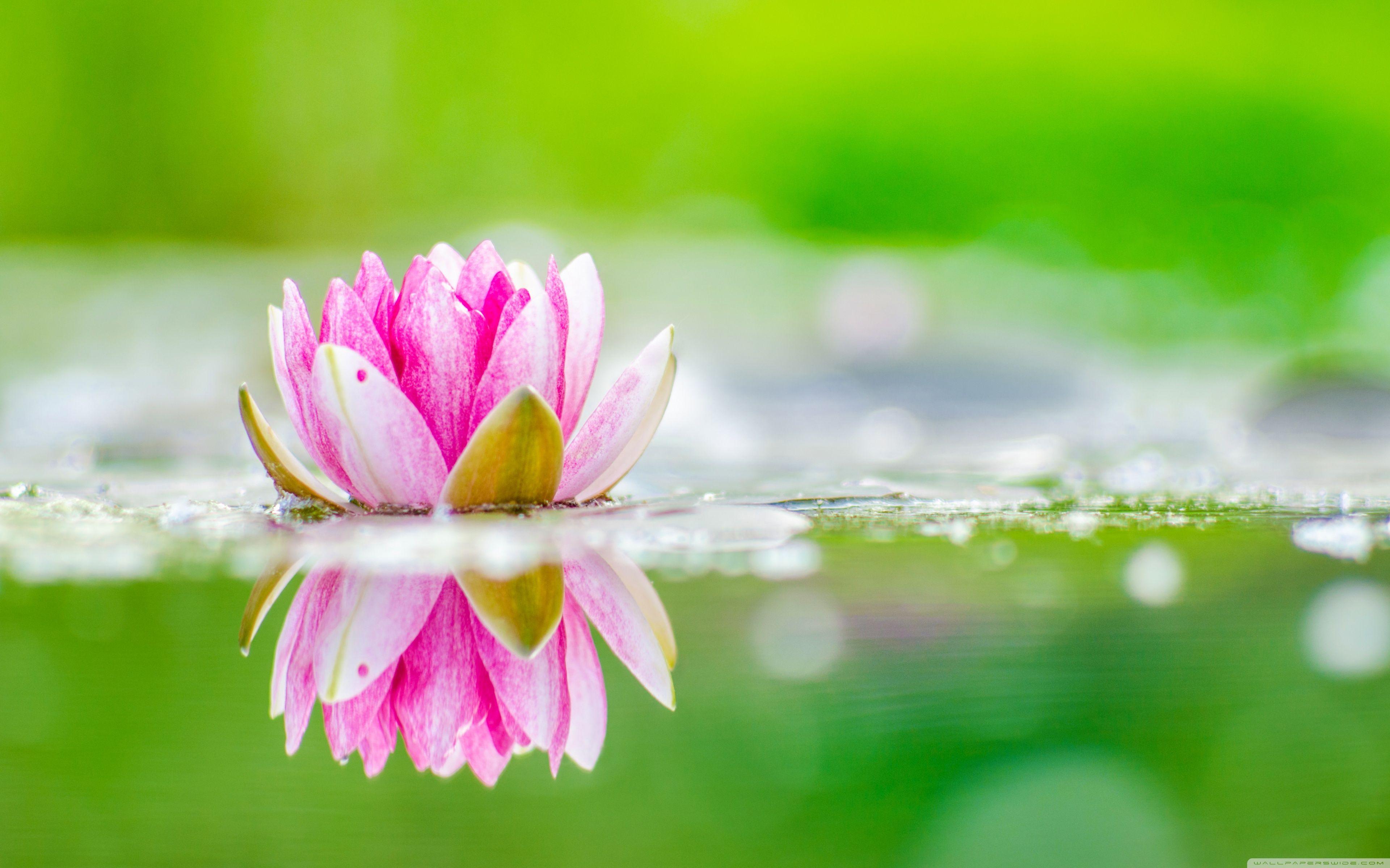 3840x2400 Water Lily ❤ 4K HD Desktop Wallpaper for 4K Ultra HD TV • Wide