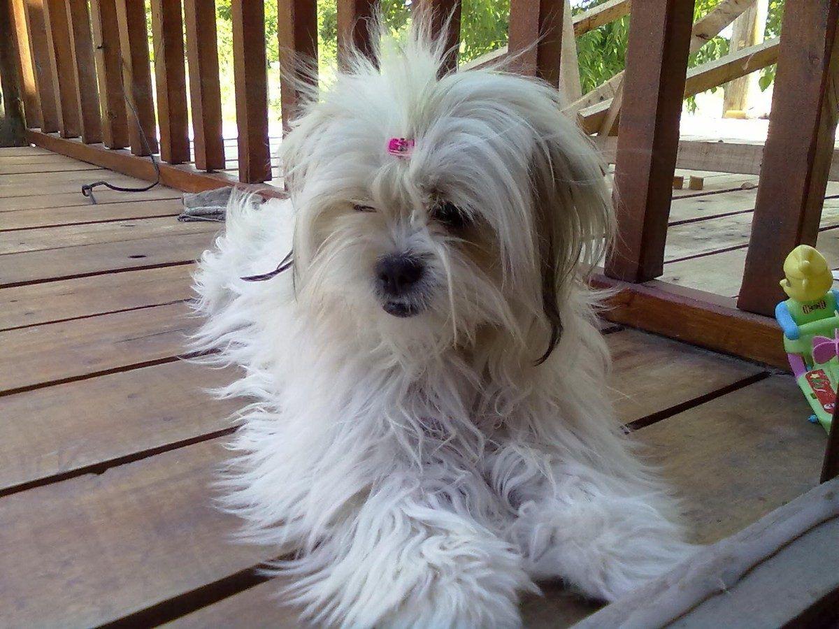 1200x900 Lhasa Apso dog girl photo and wallpaper. Beautiful Lhasa Apso dog