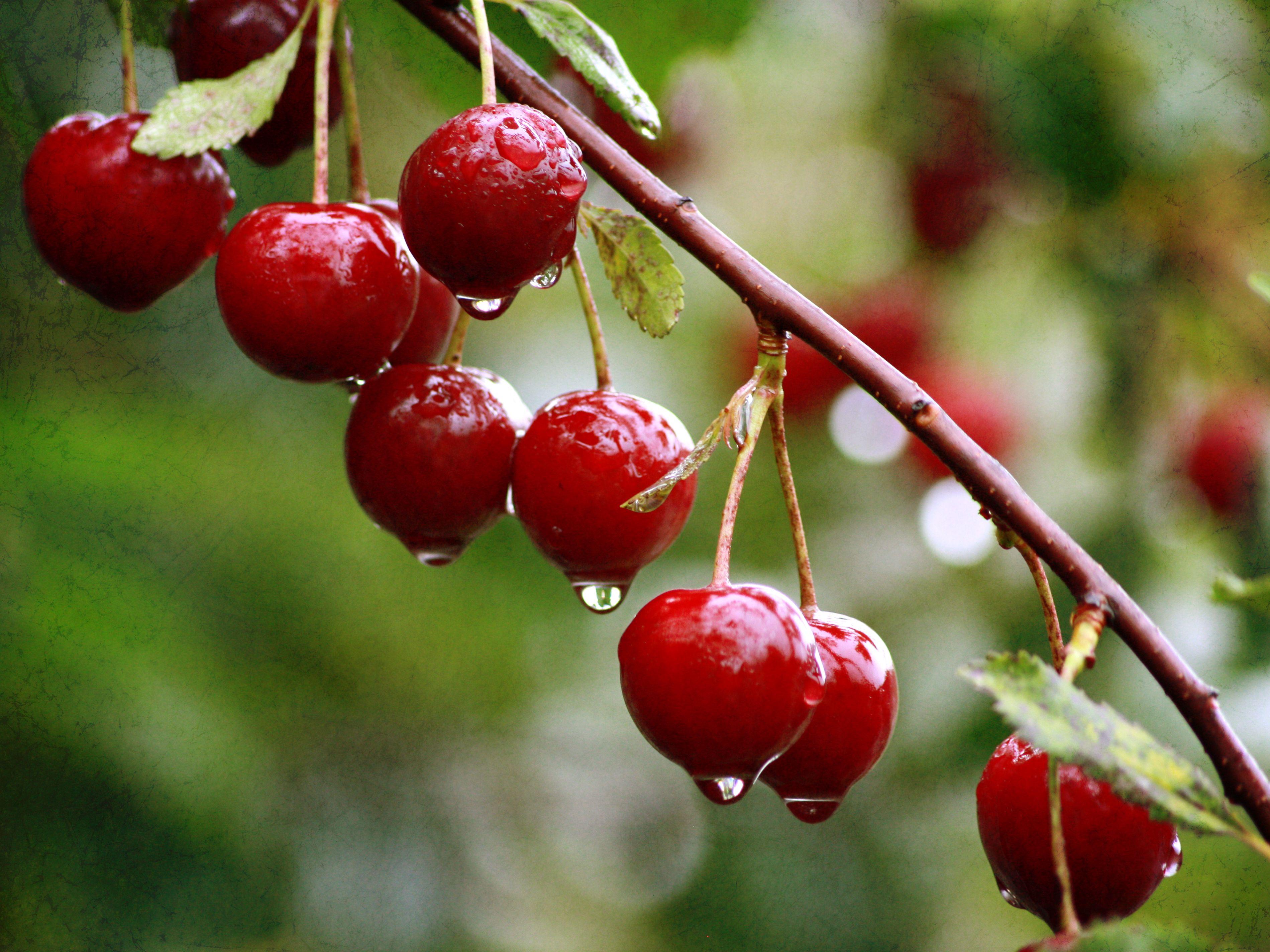 3798x2848 Cherry wet from a summer rain wallpaper and image