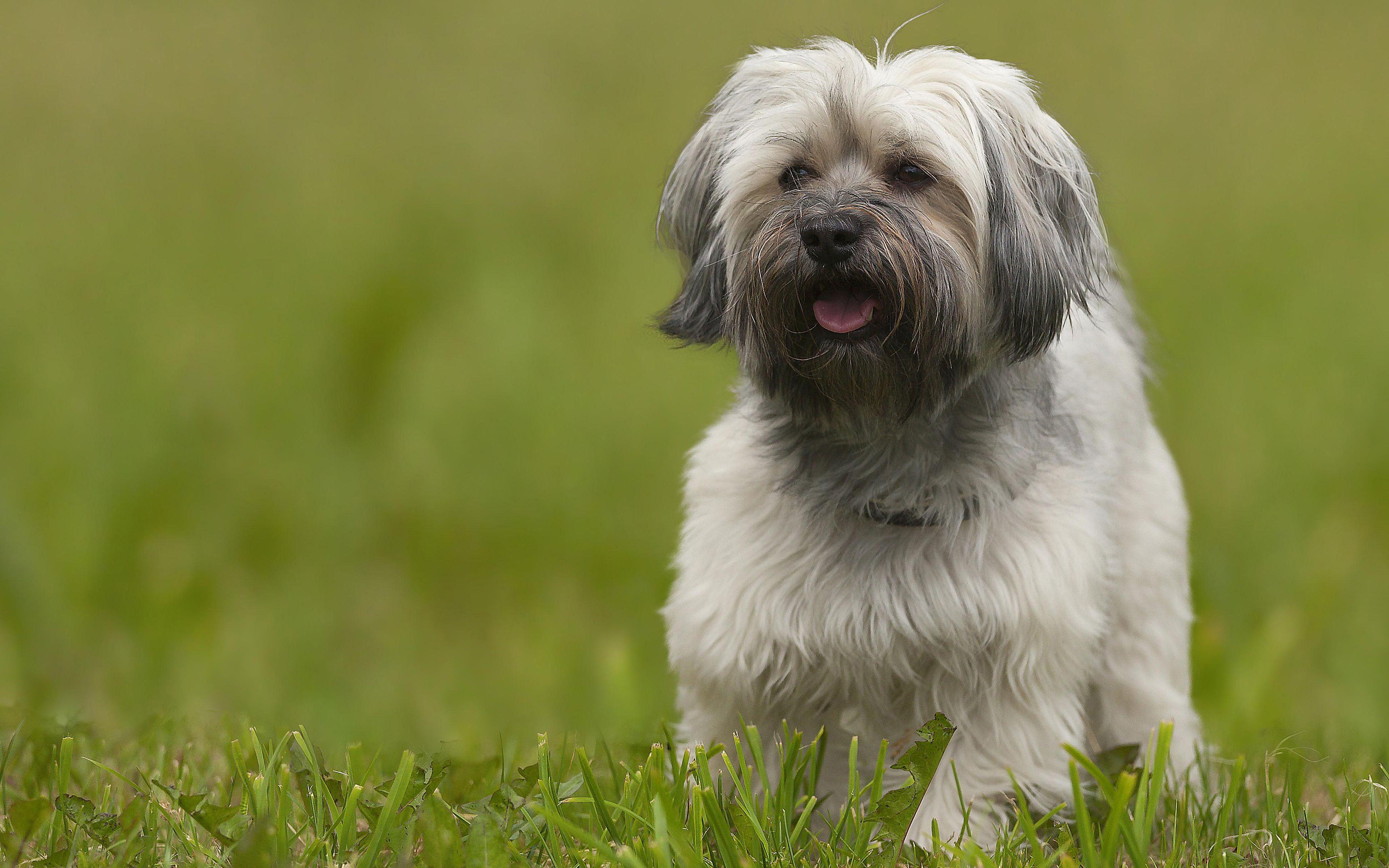 3840x2400 Download wallpaper Lhasa Apso, 4K, fluffy puppy, small dog, green