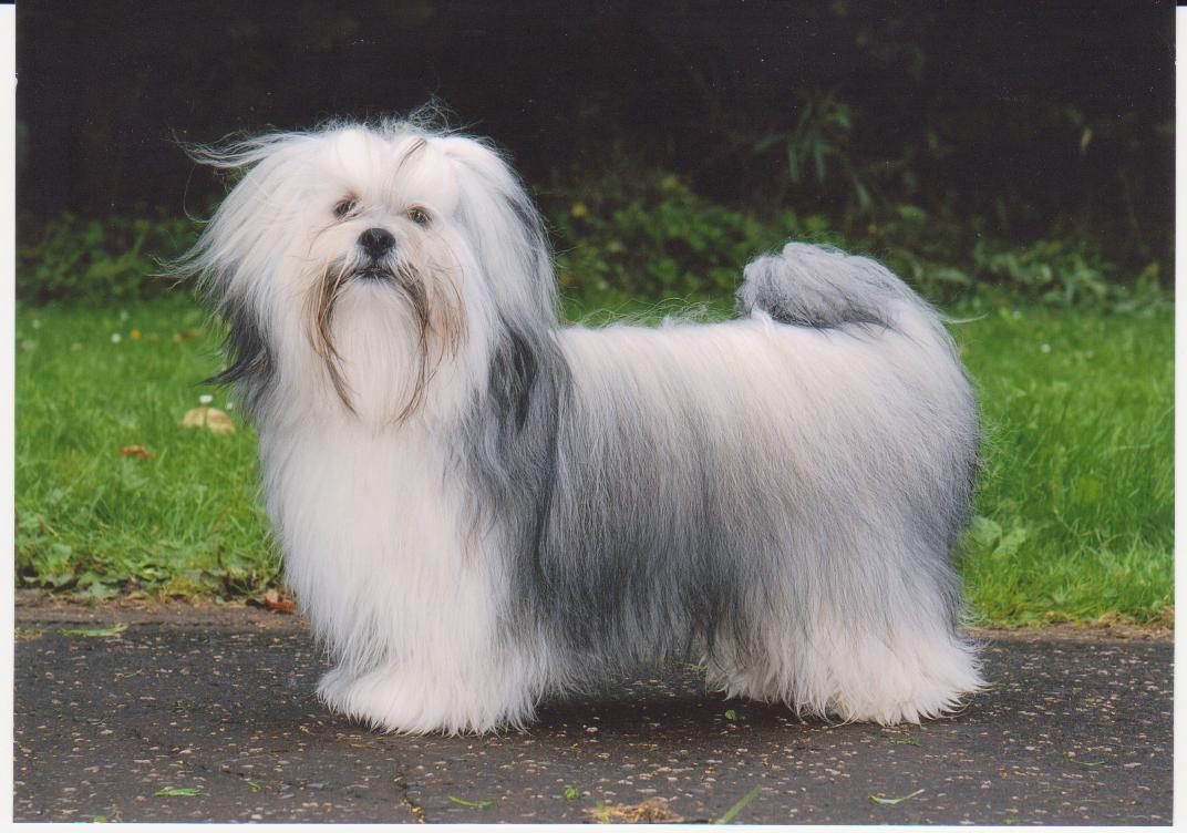 1072x752 Lhasa Apso Wallpaper HD Download
