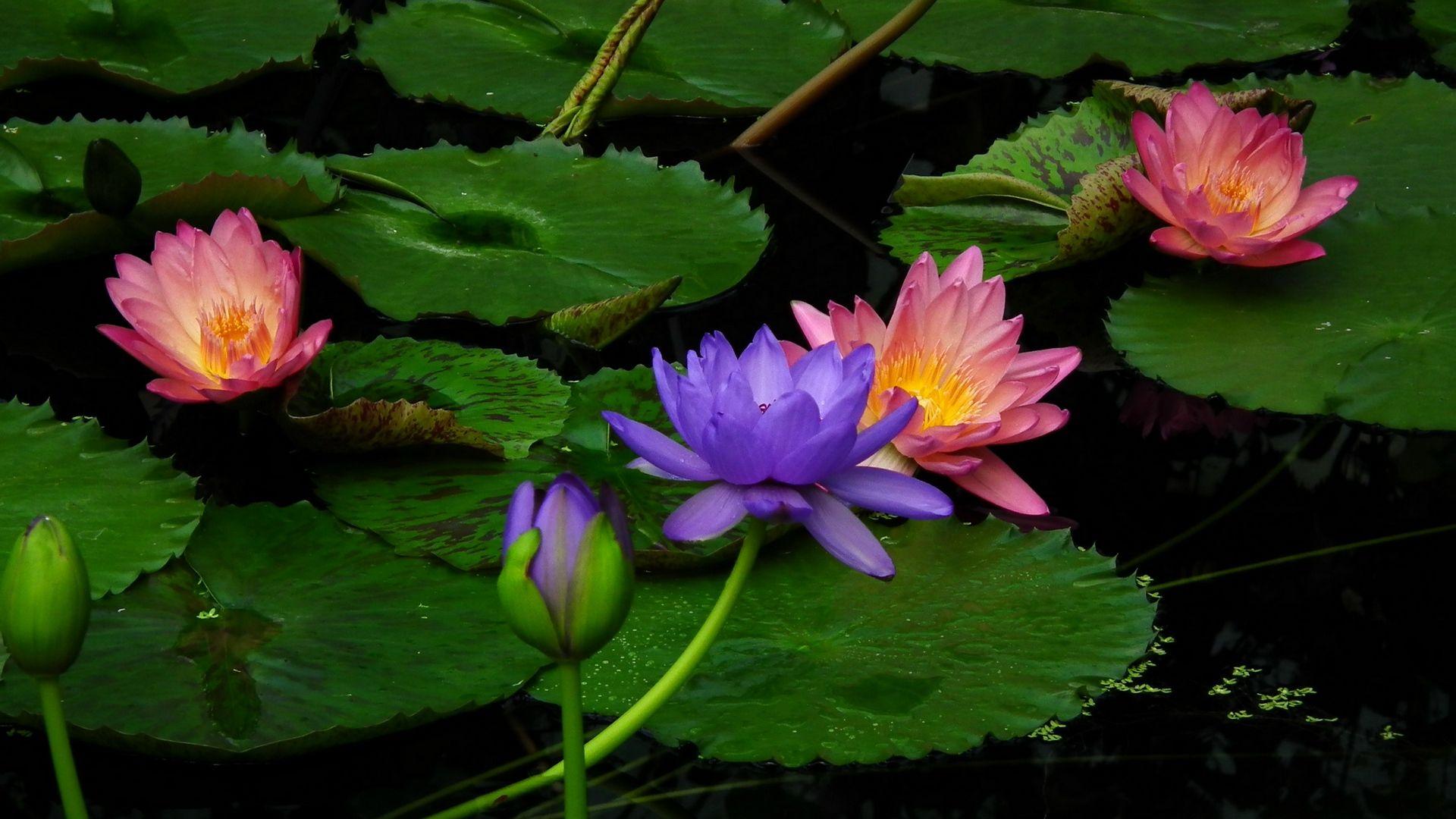 1920x1080 Water Lilies Blue And Pink Lilies Wallpaper Download