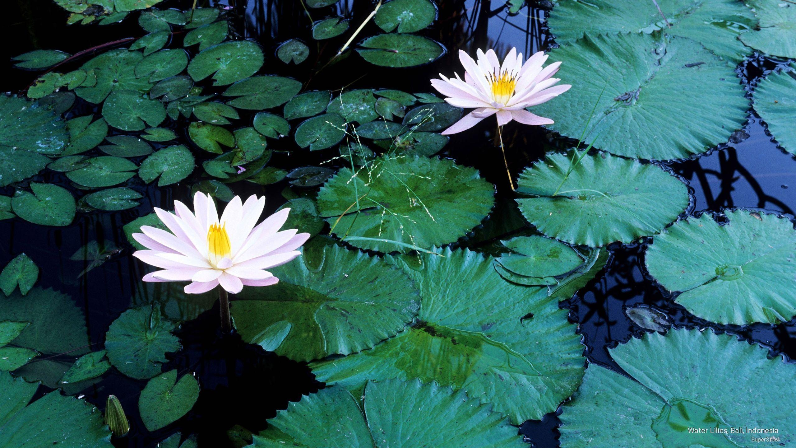 2560x1440 nature, flowers, lilies, lily pads, water lilies, white, wallpaper