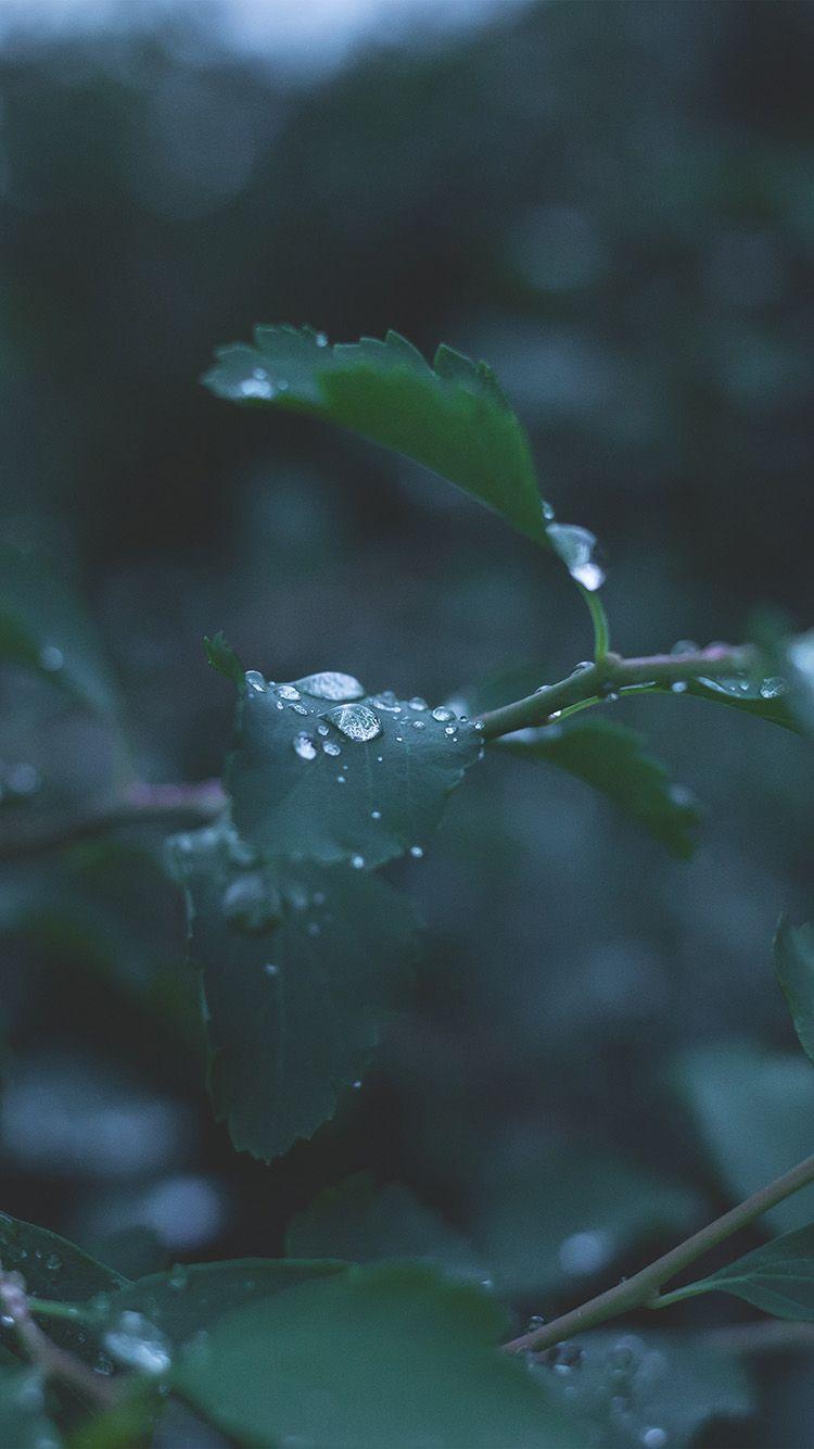 750x1334 Leaf Water Rain Nature Green Wallpaper