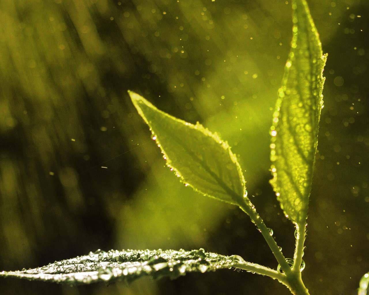 1280x1024 Background Rainy Season Rain