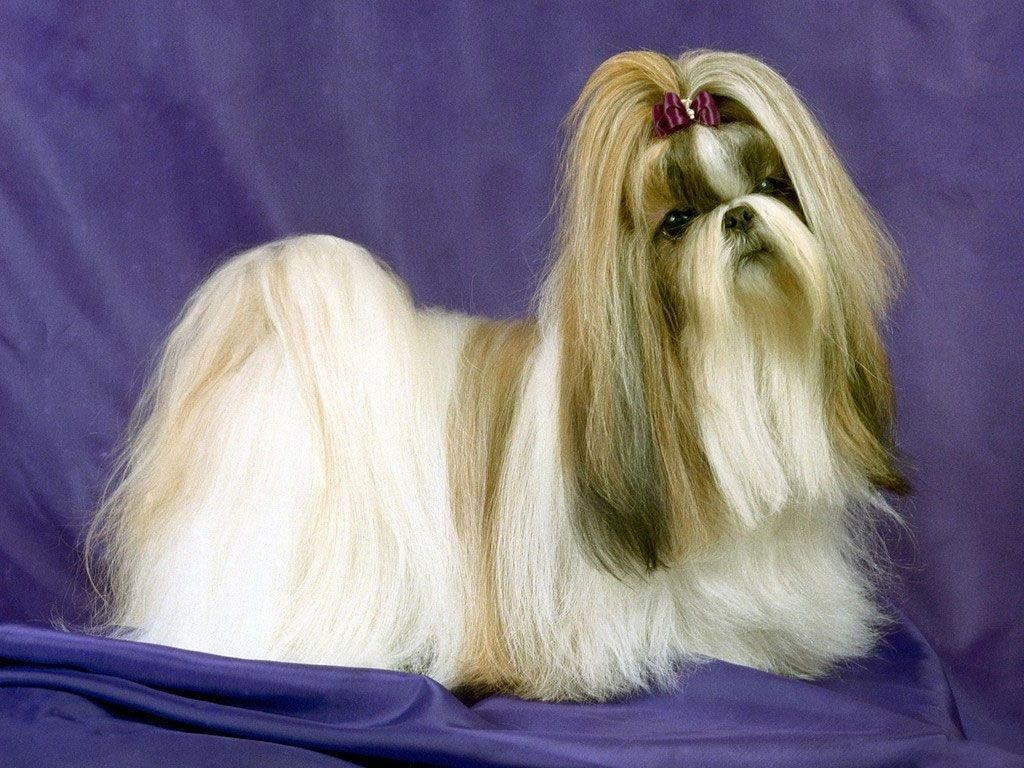 1024x768 Animal Photo: History Of Lhasa Apso Dogs
