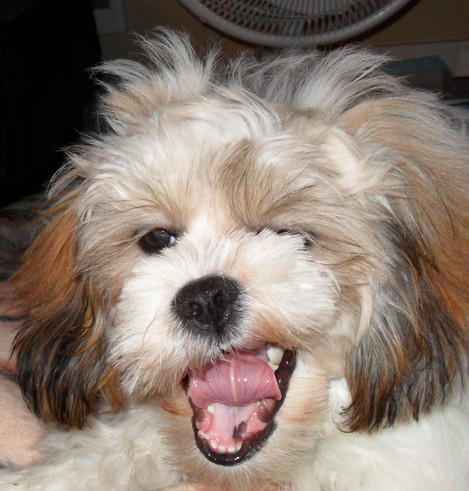 1909x2000 sundae and lele bear Apso Photo