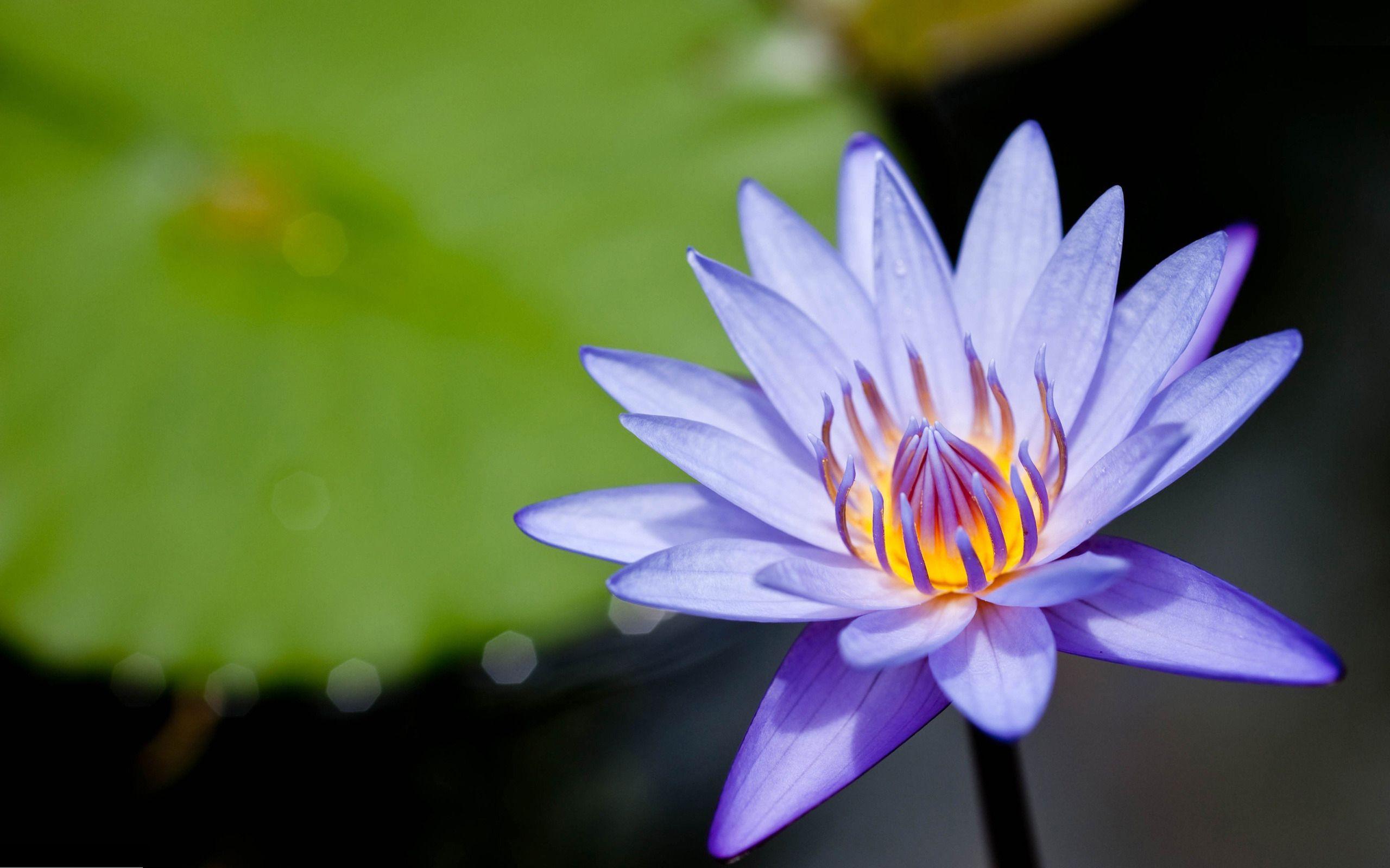 2560x1600 Purple Water Lily wallpaperx1600