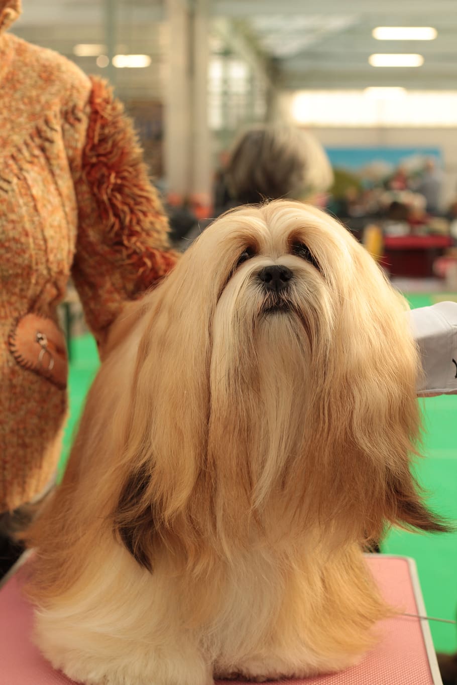 910x1365 HD wallpaper: dogshow, lhasa apso, pet, remote access, dog breed