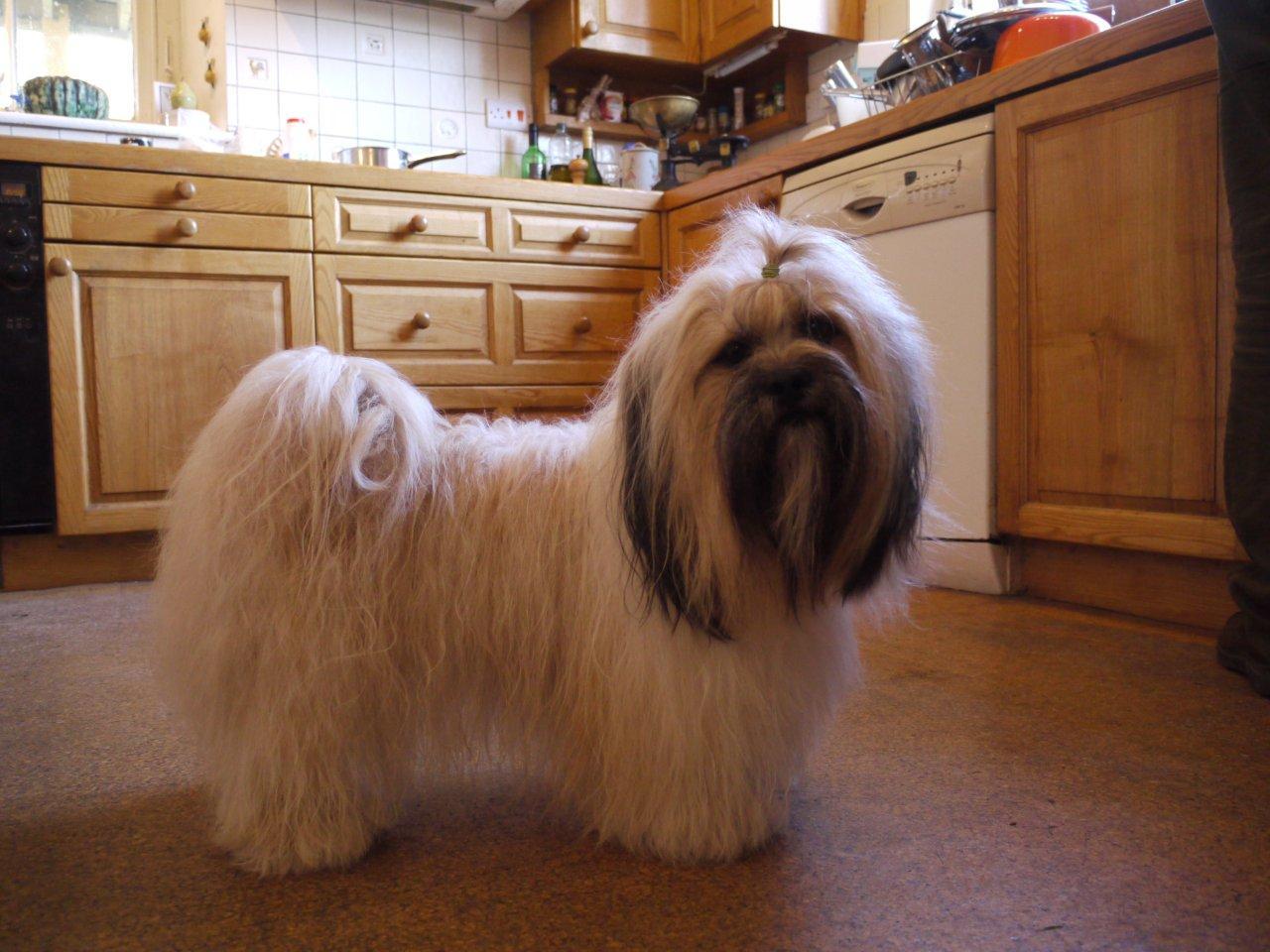 1280x960 Lhasa Apso wallpaperx960