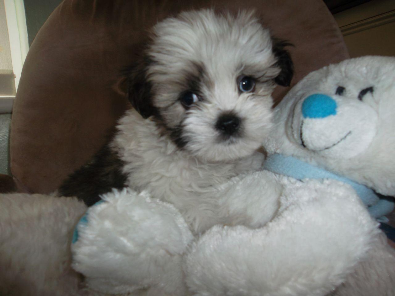 1280x960 Lhasa Apso wallpaperx960