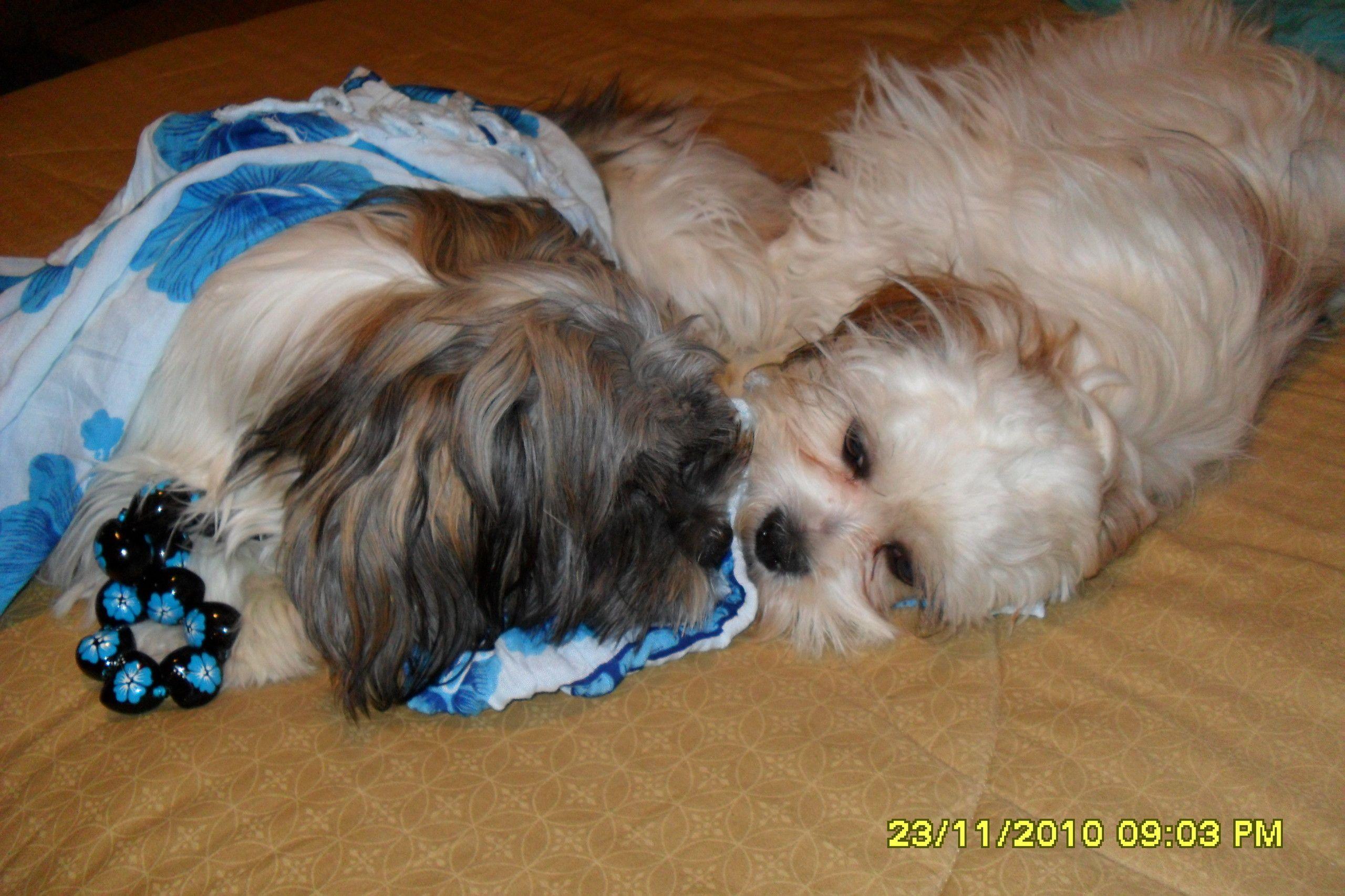 2560x1707 sundae and lele Apso Photo