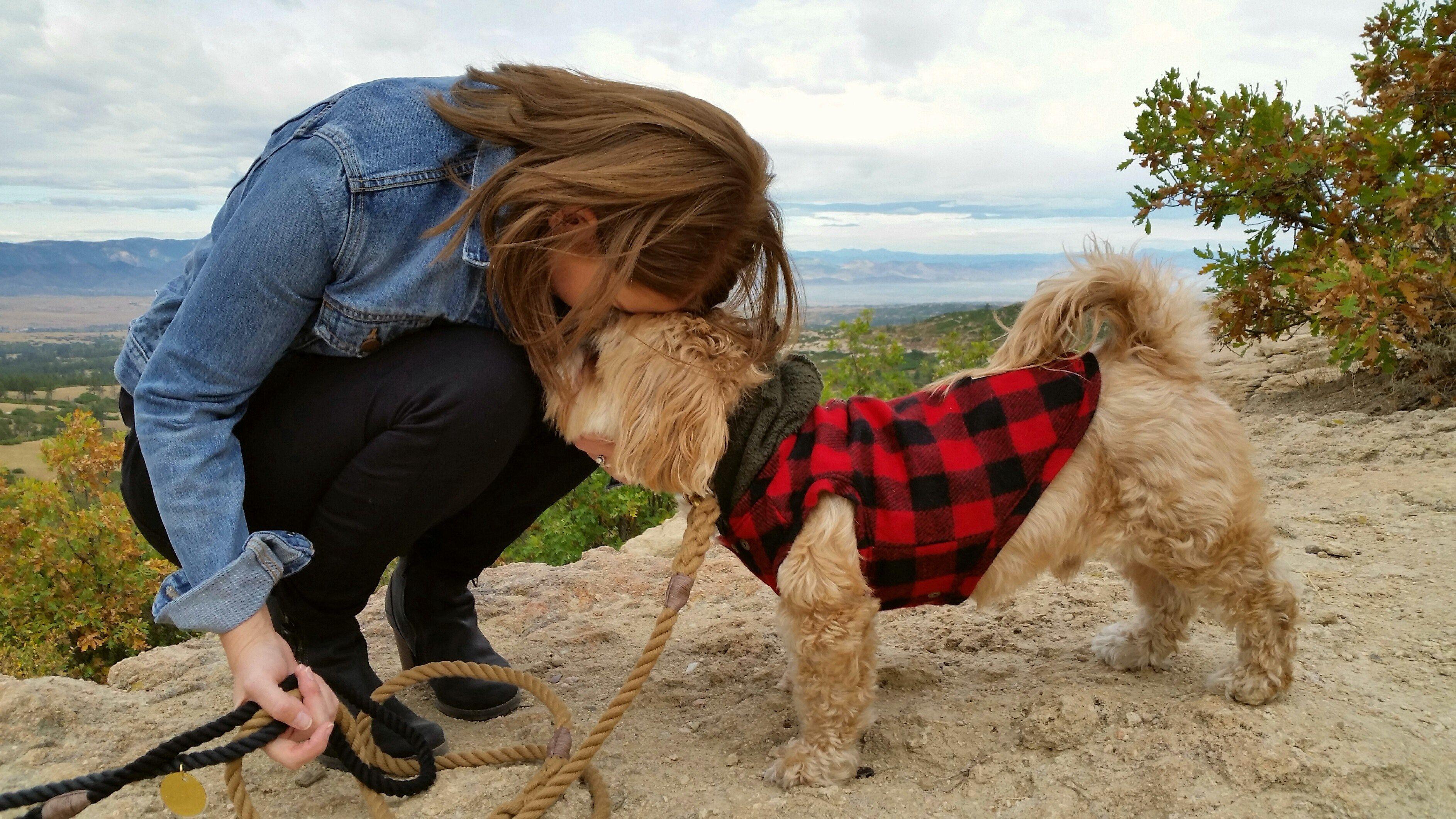 3771x2121 dog lhasa apso denver and friendship HD wallpaper and background