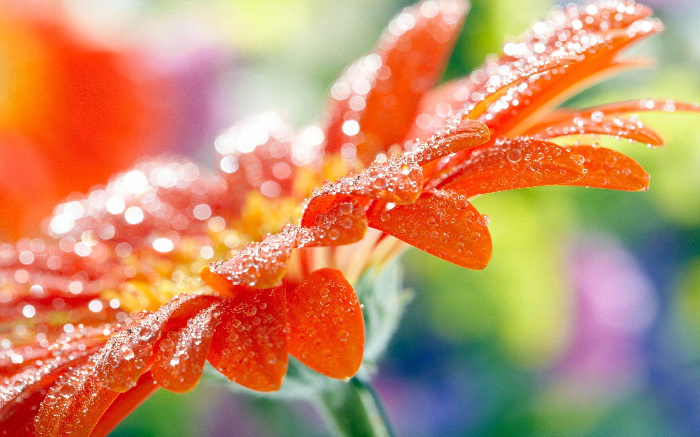 2880x1800 Nature Wallpaper Hd For Desktop Free Download Colorful Flower With