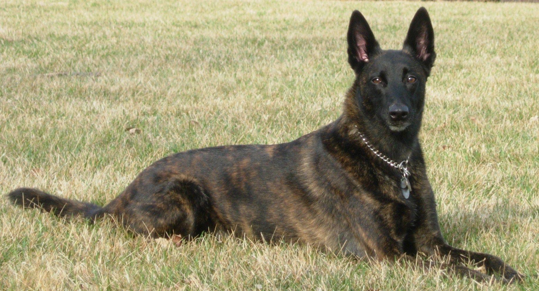 1836x992 Dutch Shepherd Dog in the field photo and wallpaper. Beautiful